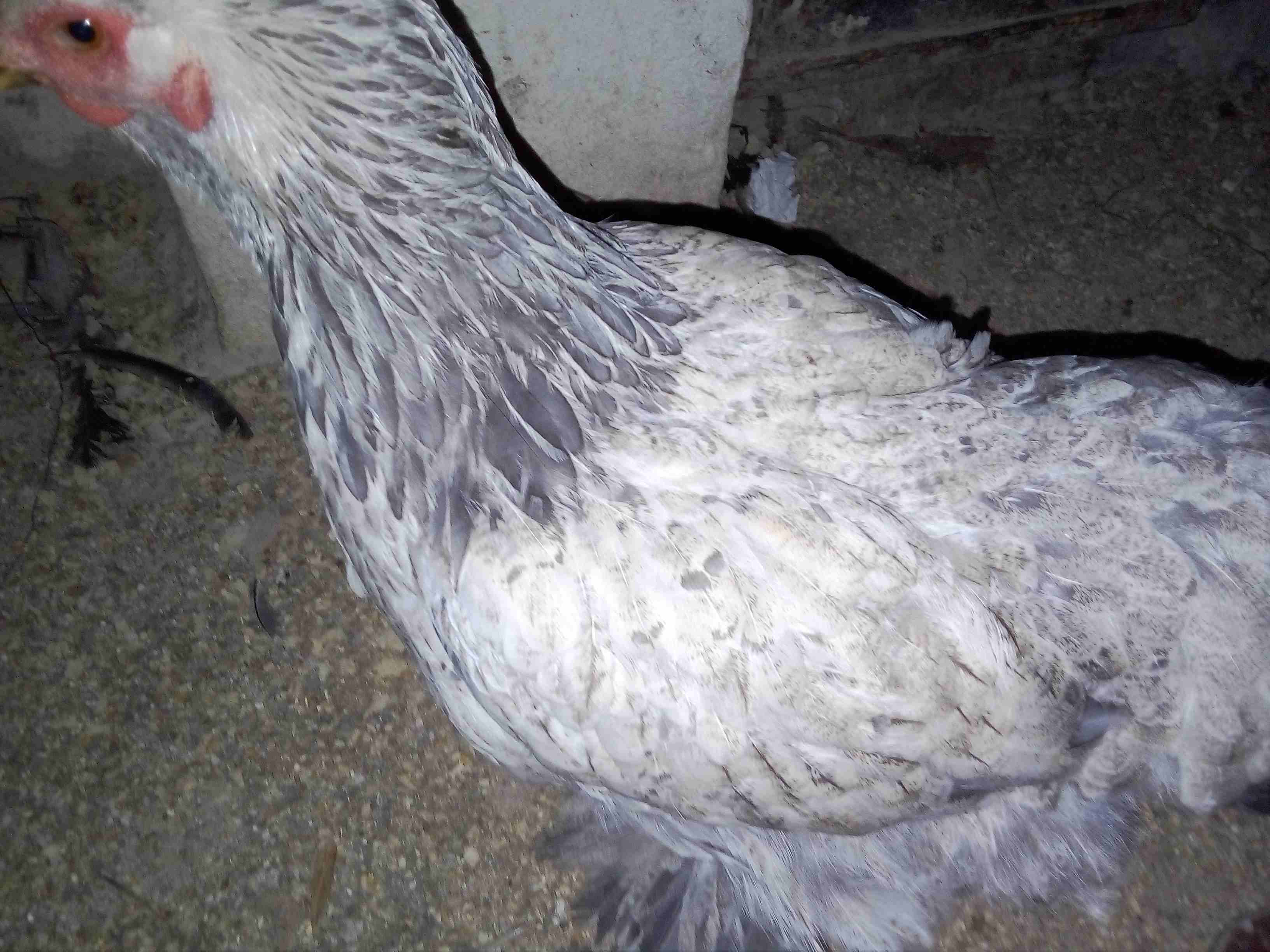 دجاج زينة (براهما) للبيع او للبدل على جوز دجاج زينة
لا تنسَ أنك شاهدت هذا الإعلان في عنكبوت
يوجد...