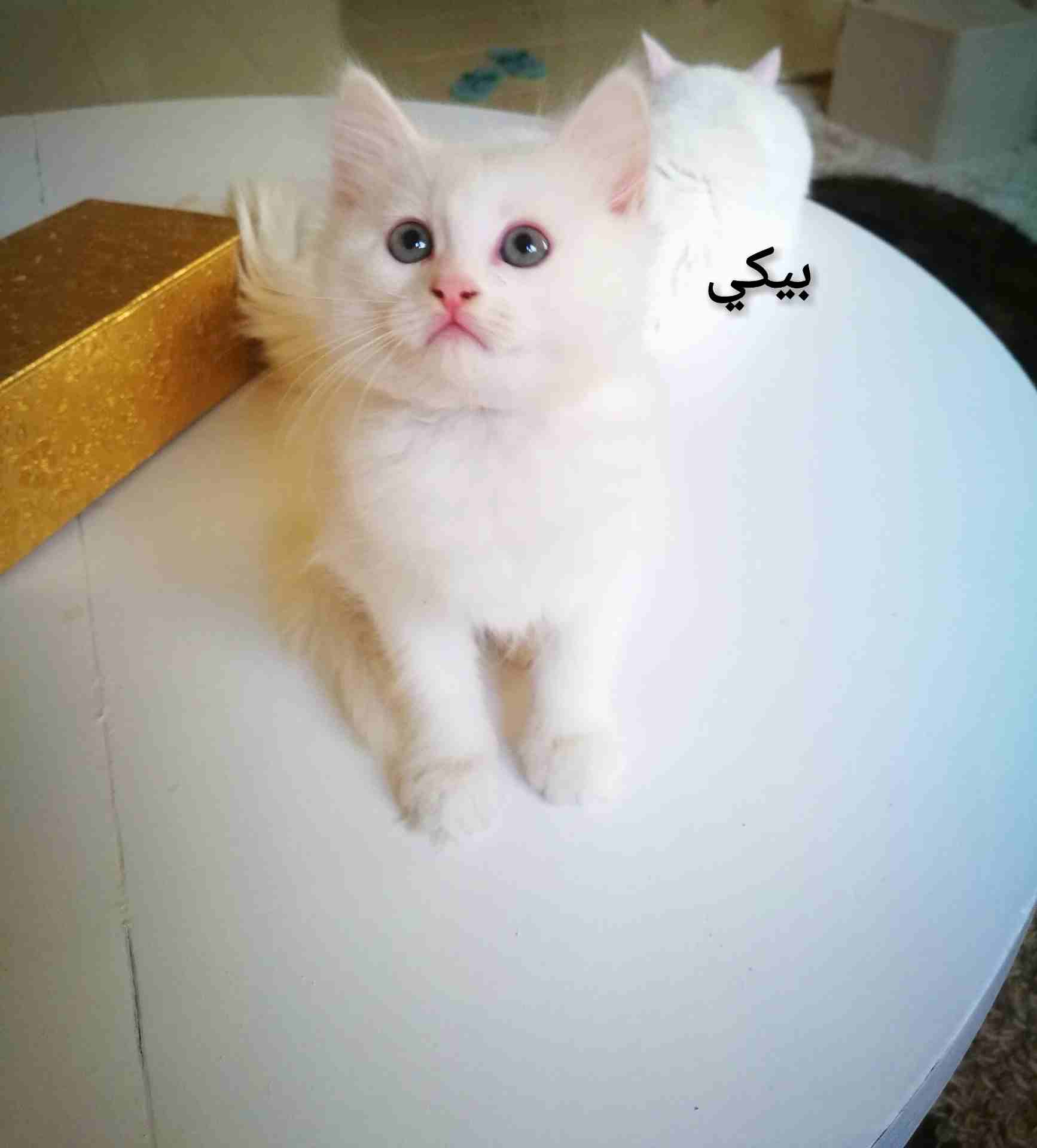 كيتنز هيمالايا شيرازي عمرهم شهرين
لا تنسَ أنك شاهدت هذا الإعلان في عنكبوت
سلام عليكم ورحمة الله
ك...