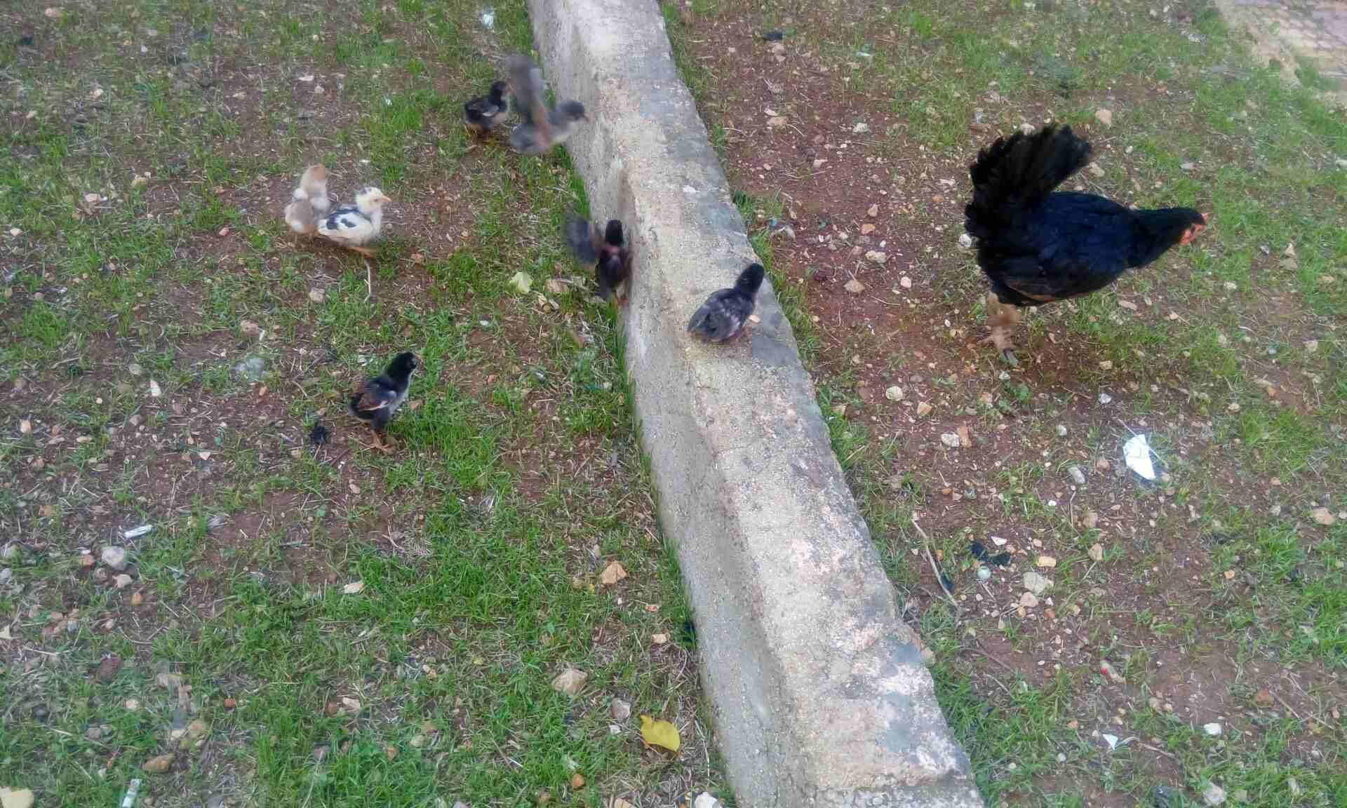 ديك وثلاث جاجات بياضات مع صيصانهم
لا تنسَ أنك شاهدت هذا الإعلان في عنكبوت
ديك وثلاث جاجات بياضات...