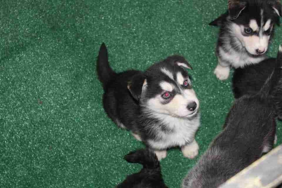 كلاب للبيع dogs for sale
لا تنسَ أنك شاهدت هذا الإعلان في عنكبوت
For sale
1-جراء هاسكي عمر 4...