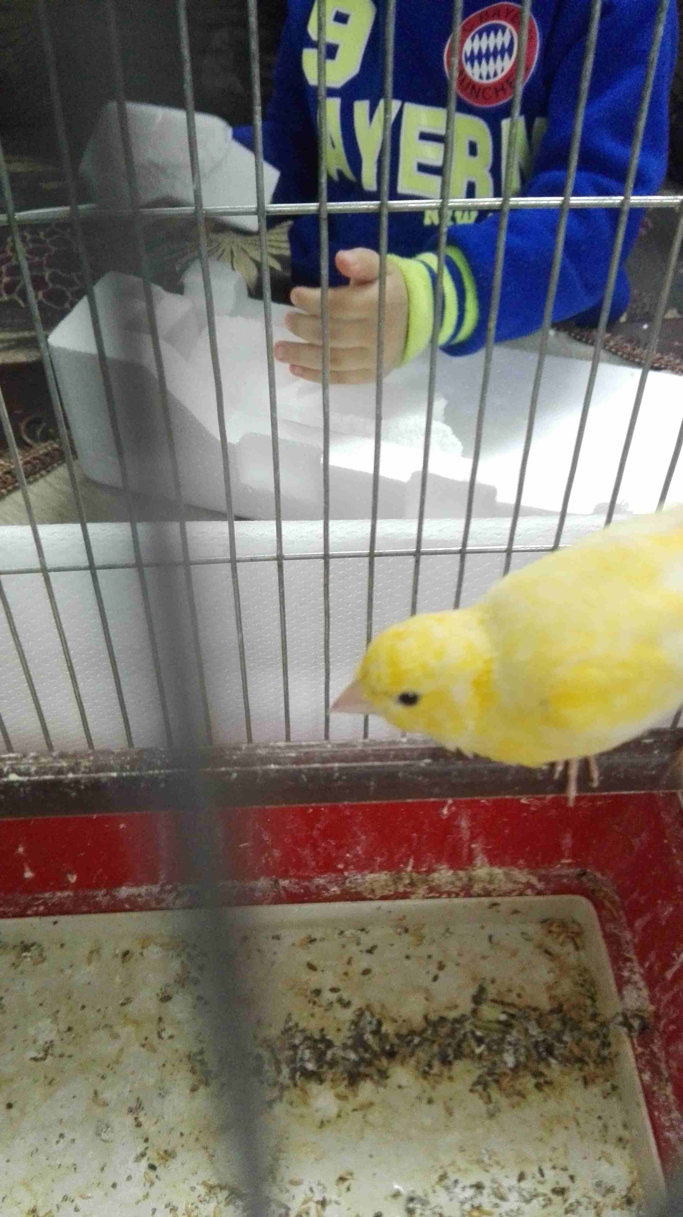 فحل كنار مغنى وجيزة للبيع                                            


	 				لا تنسَ أنك شاهدت هذا الإعلان في عنكبوت            
	 				
                            فحل كنار مغنى وجيزة للبيع مع قف...