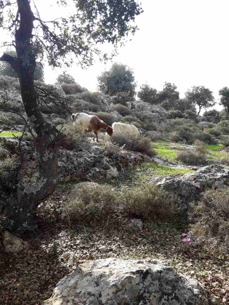عنزتين عشار                                            


	 				لا تنسَ أنك شاهدت هذا الإعلان في عنكبوت            
	 				
                            عنزتين للبيع أو للبدل على عجل...