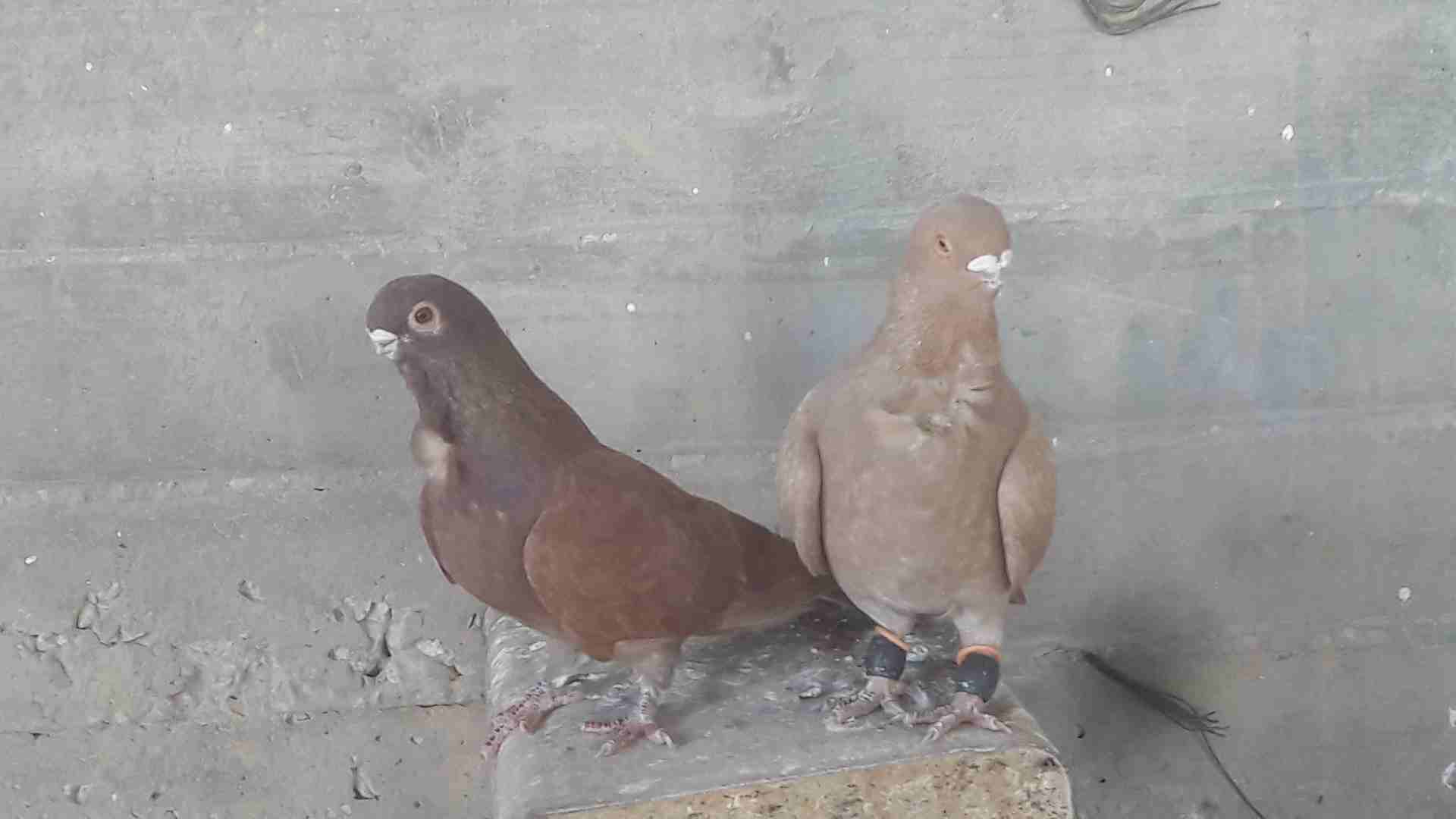 حمام جواز
لا تنسَ أنك شاهدت هذا الإعلان في عنكبوت
السلام عليكم ....
3 جواز شغالات 100 بالمية بسعر...