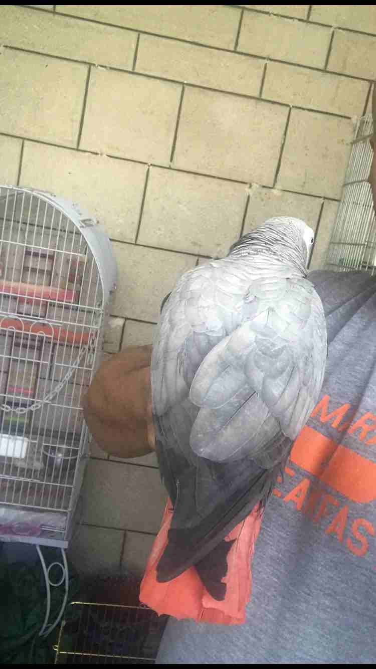 ببغات للبيع اليفات متكلمات
لا تنسَ أنك شاهدت هذا الإعلان في عنكبوت
كاسكو لون ثلجي بحكي 30 كلمه
ك...