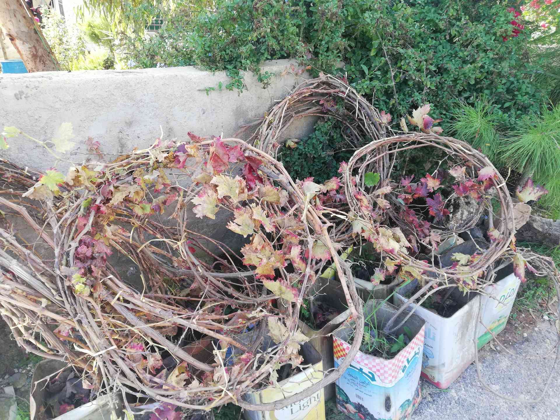 شجر دوالي عنب معرشات                                            


	 				لا تنسَ أنك شاهدت هذا الإعلان في عنكبوت            
	 				
                                دوالي انتاج منزلي نظام المعرشات...