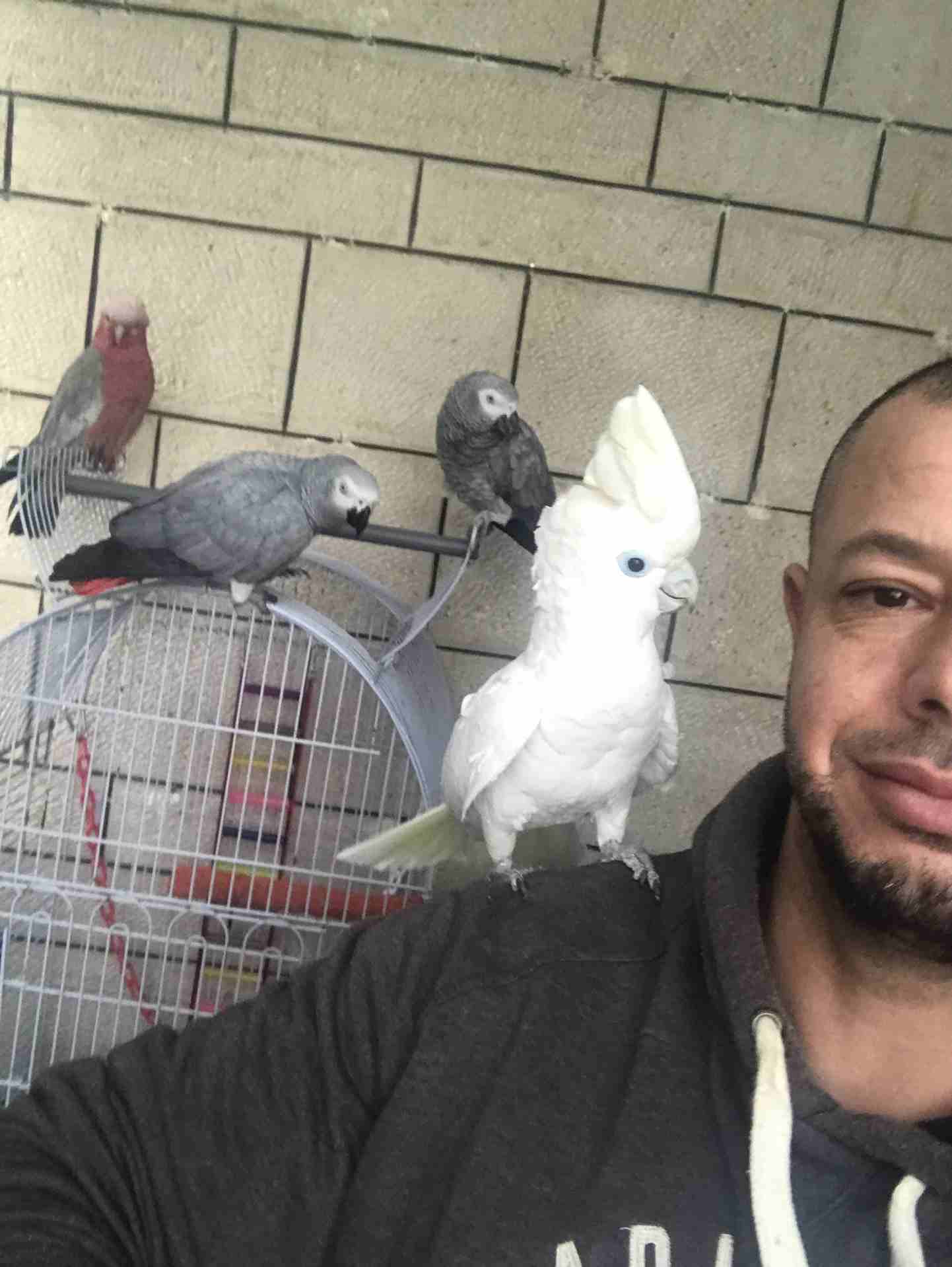 ببغات للبيع اليفات متكلمات
لا تنسَ أنك شاهدت هذا الإعلان في عنكبوت
كاسكو لون ثلجي بحكي 30 كلمه
ك...