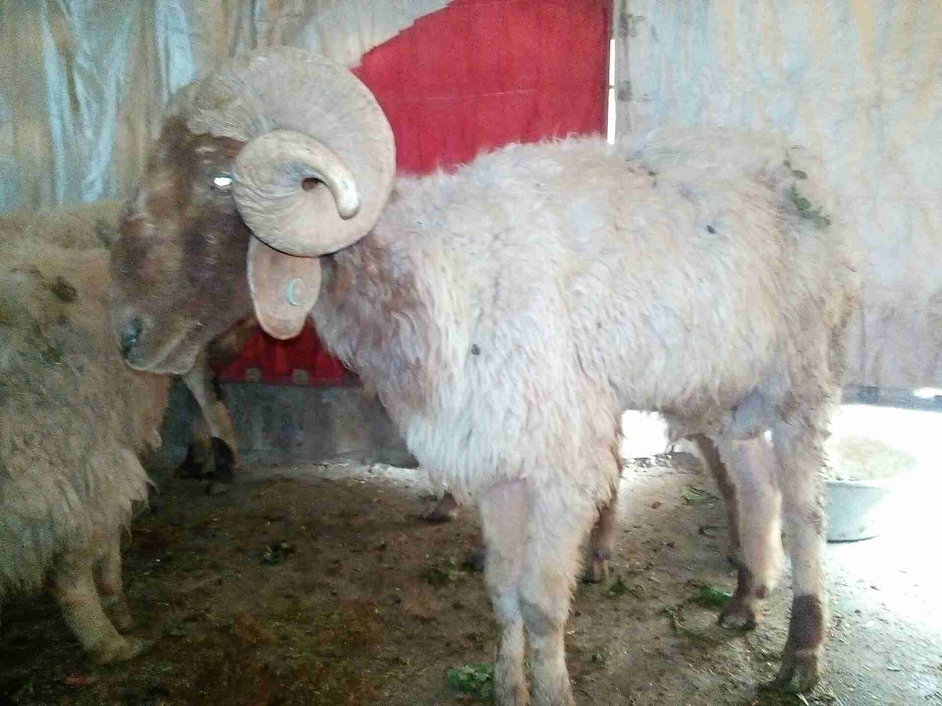لحق لحق كبش ونعجتين 120 دينار يابلاش
لا تنسَ أنك شاهدت هذا الإعلان في عنكبوت
كبش سن انضيف ونع...