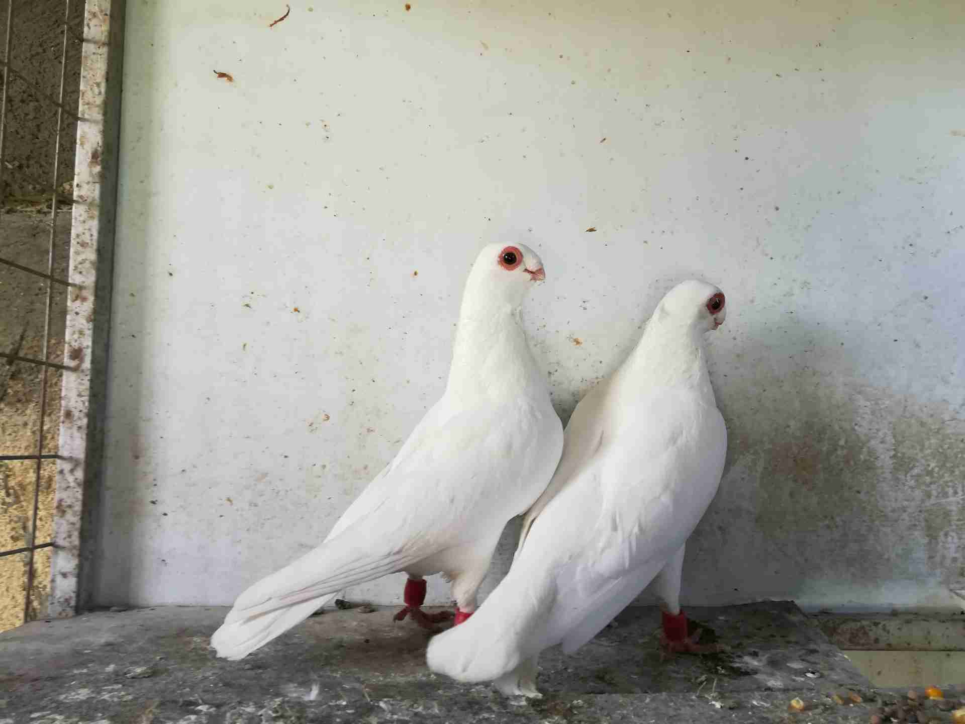 فحل وطيره مخاليف                                            


	 				لا تنسَ أنك شاهدت هذا الإعلان في عنكبوت            
	 				
                                بدايه شغل حبات حلوه.وجفن وسيع ومعول...