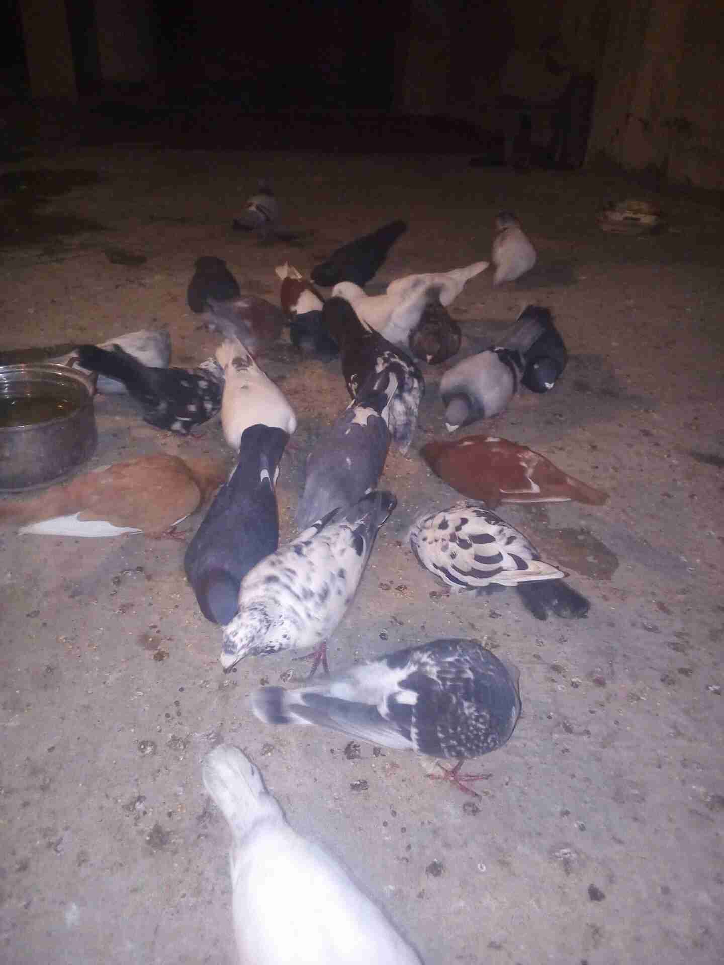 33 طير حمام ب 60دينار
لا تنسَ أنك شاهدت هذا الإعلان في عنكبوت
33 طير حمام ب 60 دينار للبيع 07...