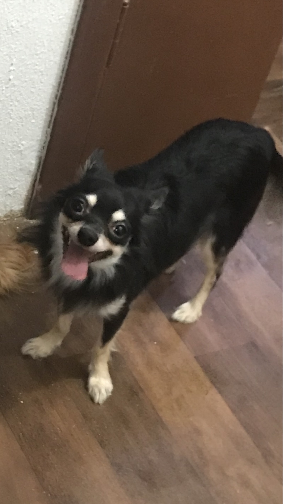 chihuahua black and tan male
لا تنسَ أنك شاهدت هذا الإعلان في عنكبوت
Long coat chihuahua male...