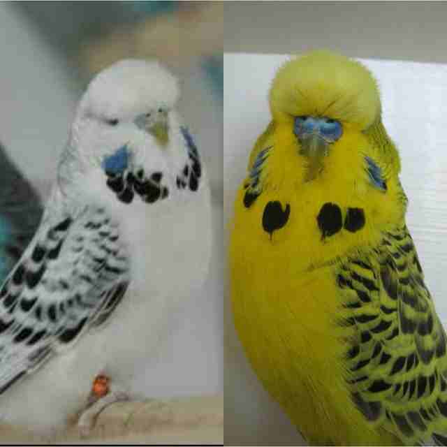 مطلوب ( طفرات بادجي ) طيور حب طفرات فقط                                            


	 				لا تنسَ أنك شاهدت هذا الإعلان في عنكبوت            
	 				
                            رينبو
كلير وينج
ك...
