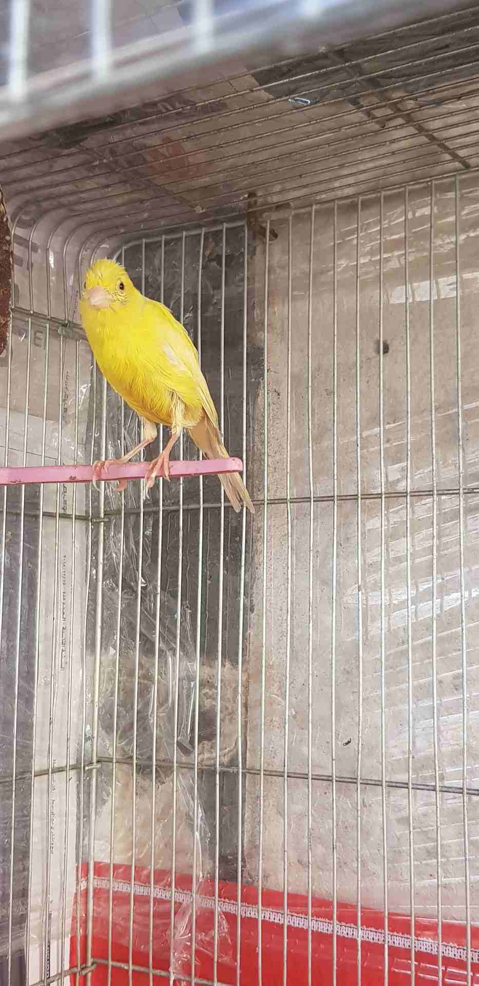 طيره كنار
لا تنسَ أنك شاهدت هذا الإعلان في عنكبوت
طيره ليموني جاهزه فل ام فراخ 15 دينار
جبل طارق...