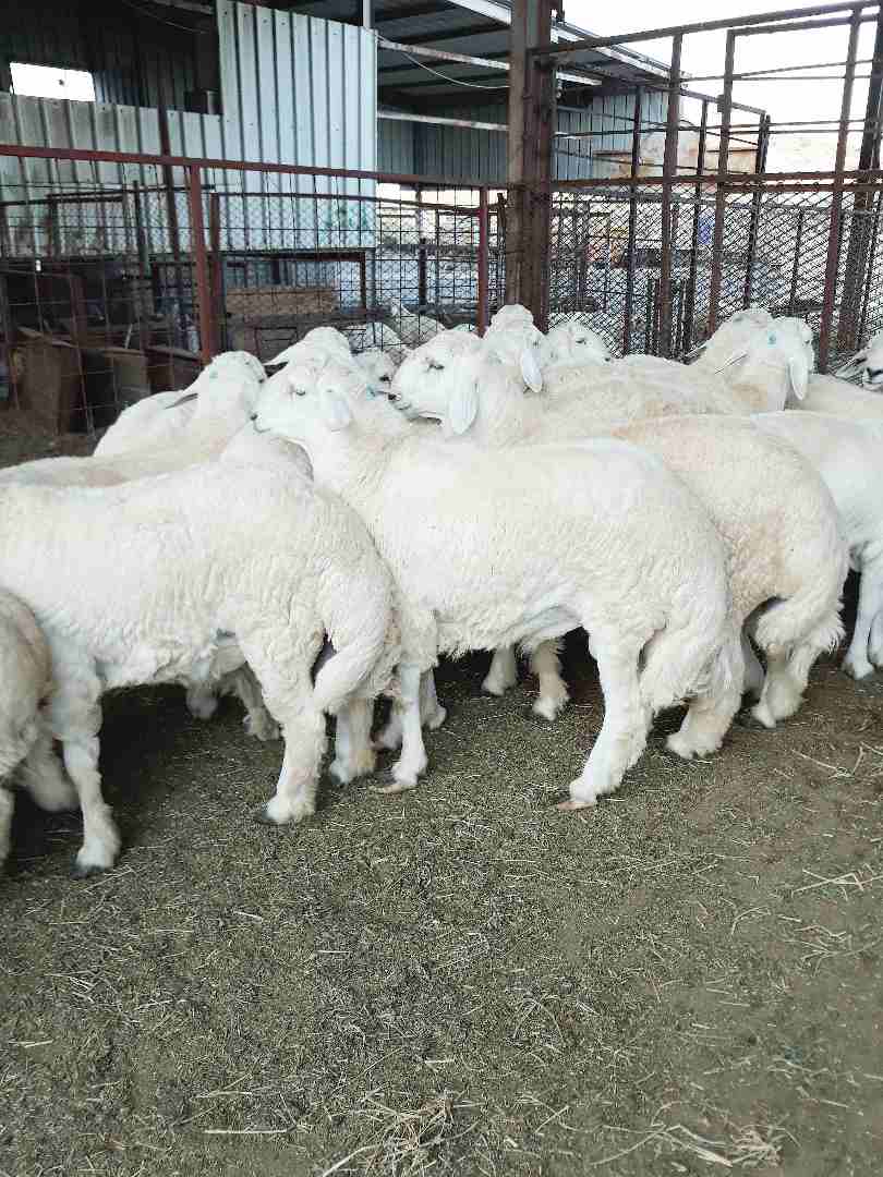 طليان حريه ذبايح جبره ووسط(ثلاجه ضيوف)                                            


	 				لا تنسَ أنك شاهدت هذا الإعلان في عنكبوت            
	 				
                            بسم الله الرحمن ال...