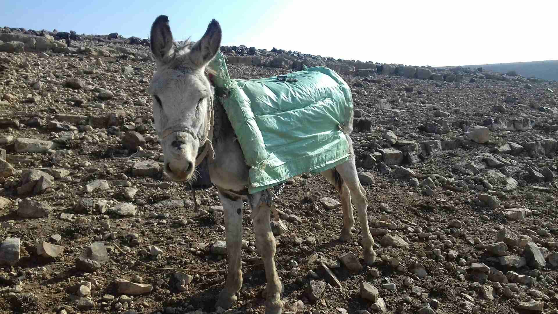 حمار غنم                                            


	 				لا تنسَ أنك شاهدت هذا الإعلان في عنكبوت            
	 				
                            لجادين فقط.   فقط...