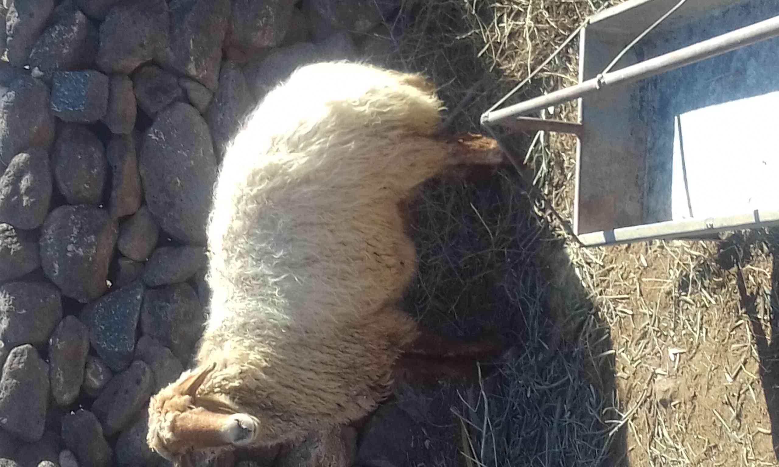نعجه 30 كيلو لحم صافي
لا تنسَ أنك شاهدت هذا الإعلان في عنكبوت
السن خماس شغل عقيقه او اي مناسب...