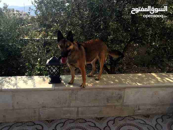 بلجم مالينو                                            


	 				لا تنسَ أنك شاهدت هذا الإعلان في عنكبوت            
	 				
                            للبيع 
النوع : بلجم مالينو
الجنس : انثى 
العم...