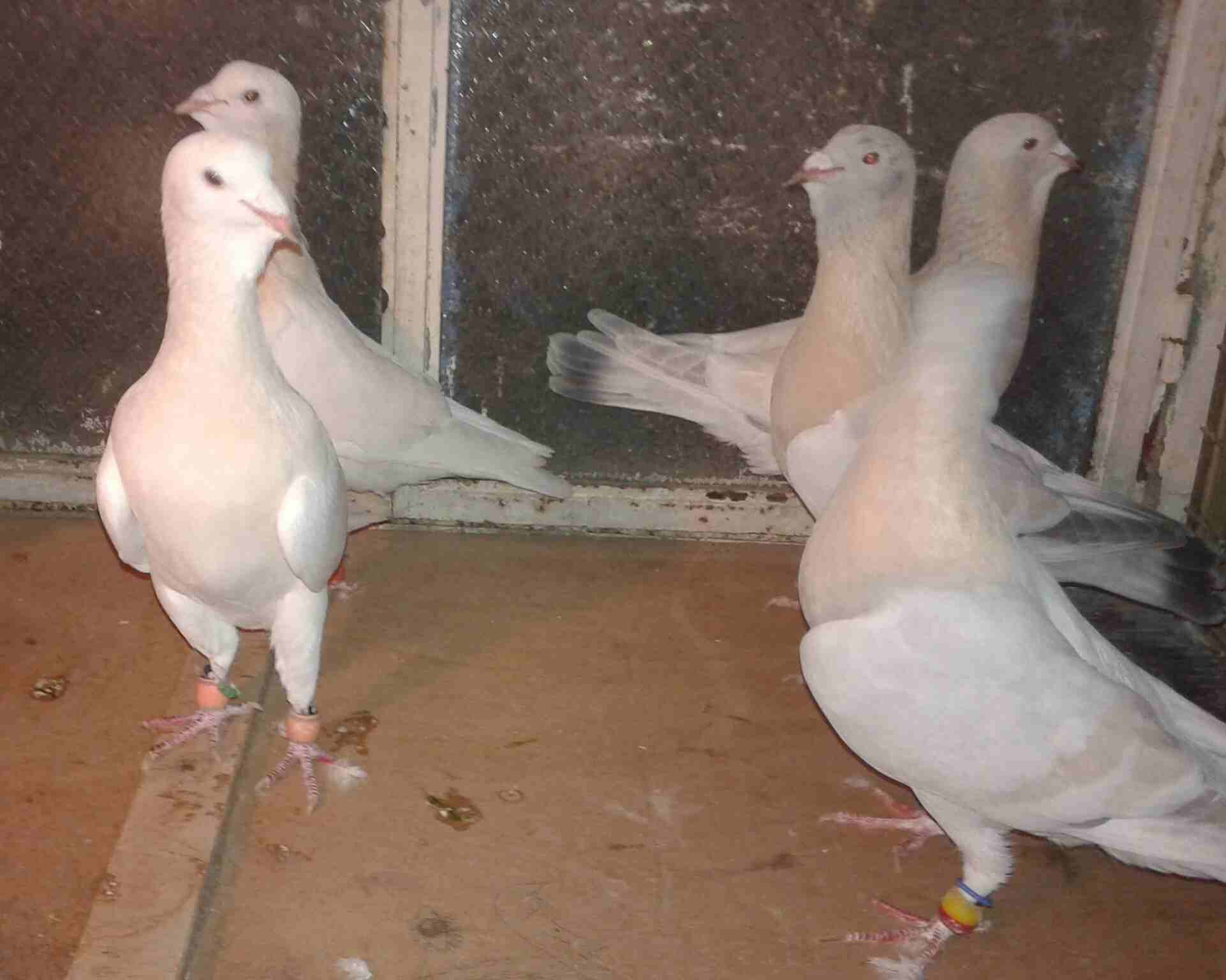 بسم الله اعاده طرح عائله رياحنه وسكريات نخب
لا تنسَ أنك شاهدت هذا الإعلان في عنكبوت
جوز اهالي واو...