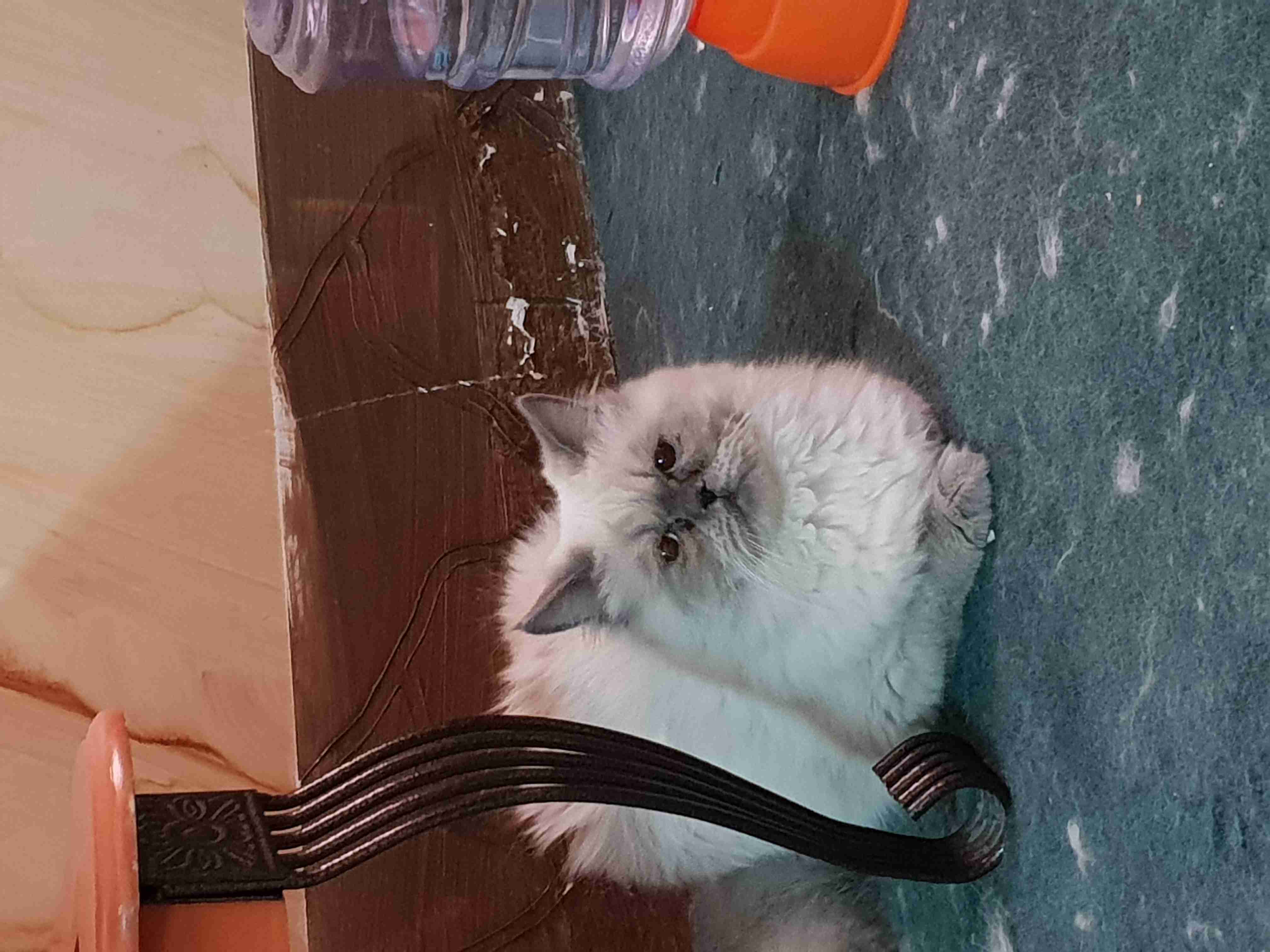 Himalaya cats                                            


	 				لا تنسَ أنك شاهدت هذا الإعلان في عنكبوت            
	 				
                                The cats are completely finish vacinati...