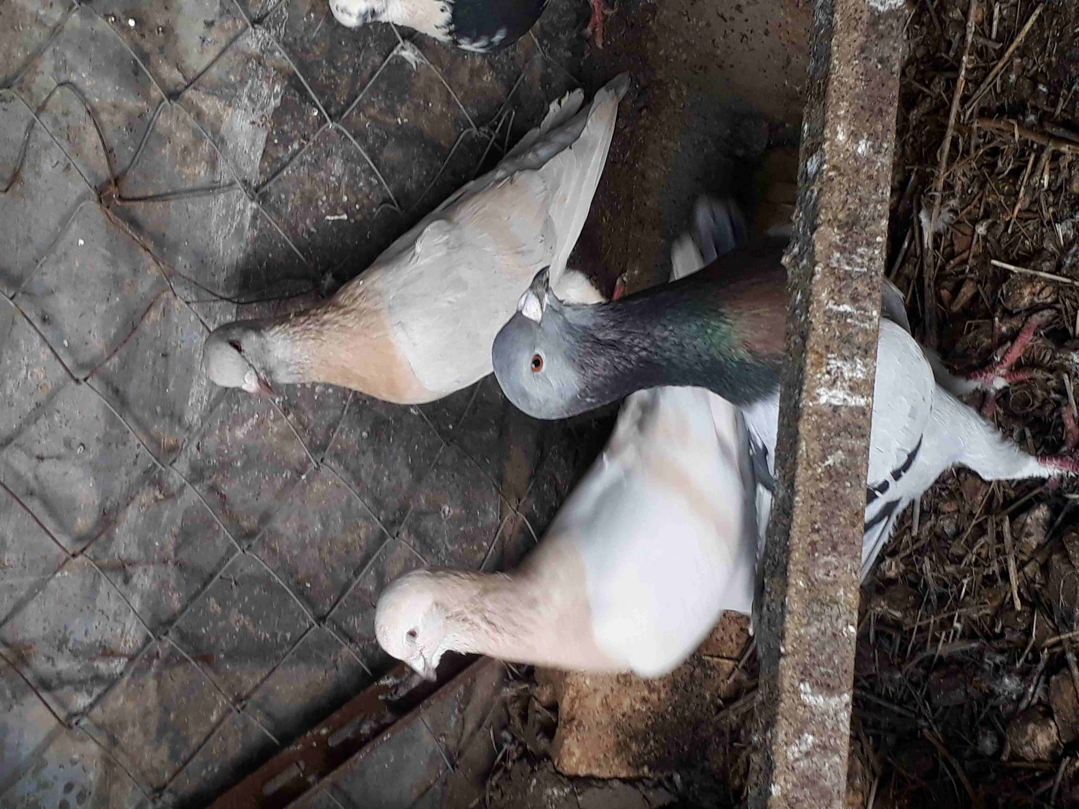 حمام للبيع او للبدل
لا تنسَ أنك شاهدت هذا الإعلان في عنكبوت
خمس جواز ريحاني حبات ضخمه وفرخه وزغلو...
