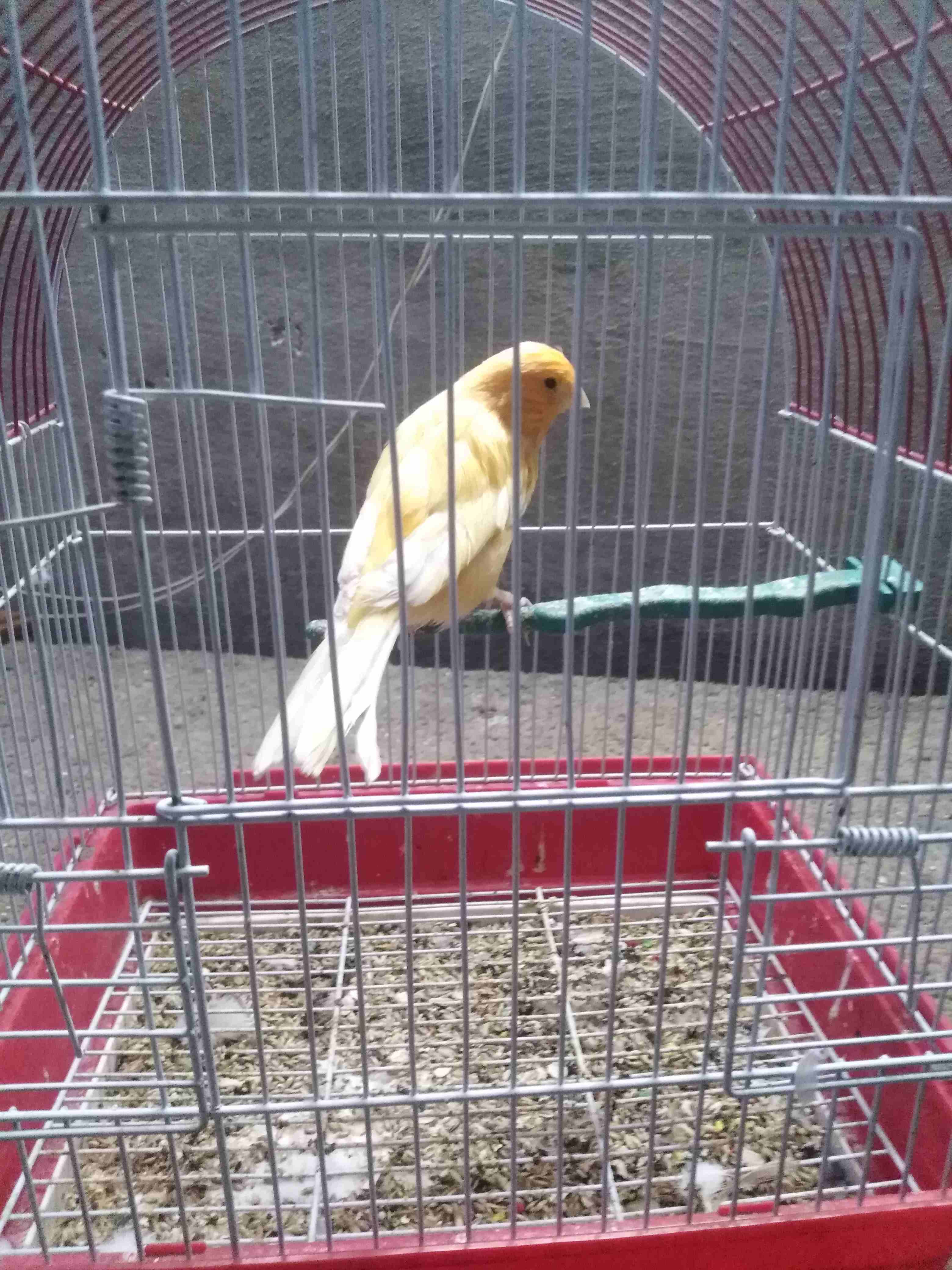 فحل كنار جاهز فيو شويا تشحيم  بس بغني وجاهز وهاي رقم تلفون 0785639038                                            


	 				لا تنسَ أنك شاهدت هذا الإعلان في عنكبوت...