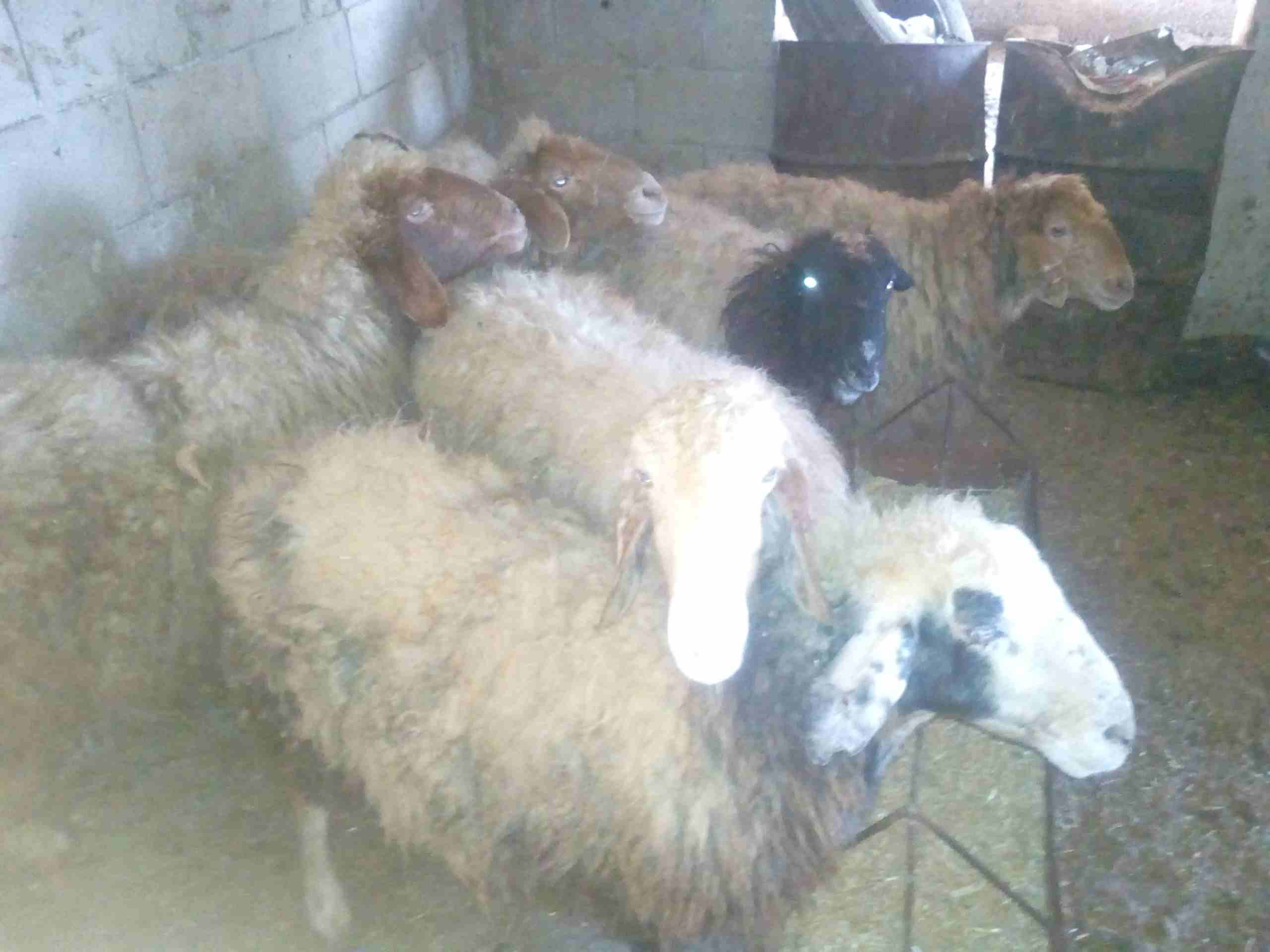 سبع نعجات سن صغير للبيع
لا تنسَ أنك شاهدت هذا الإعلان في عنكبوت
النعاج سن صغير واعشار من ثلاث اشه...