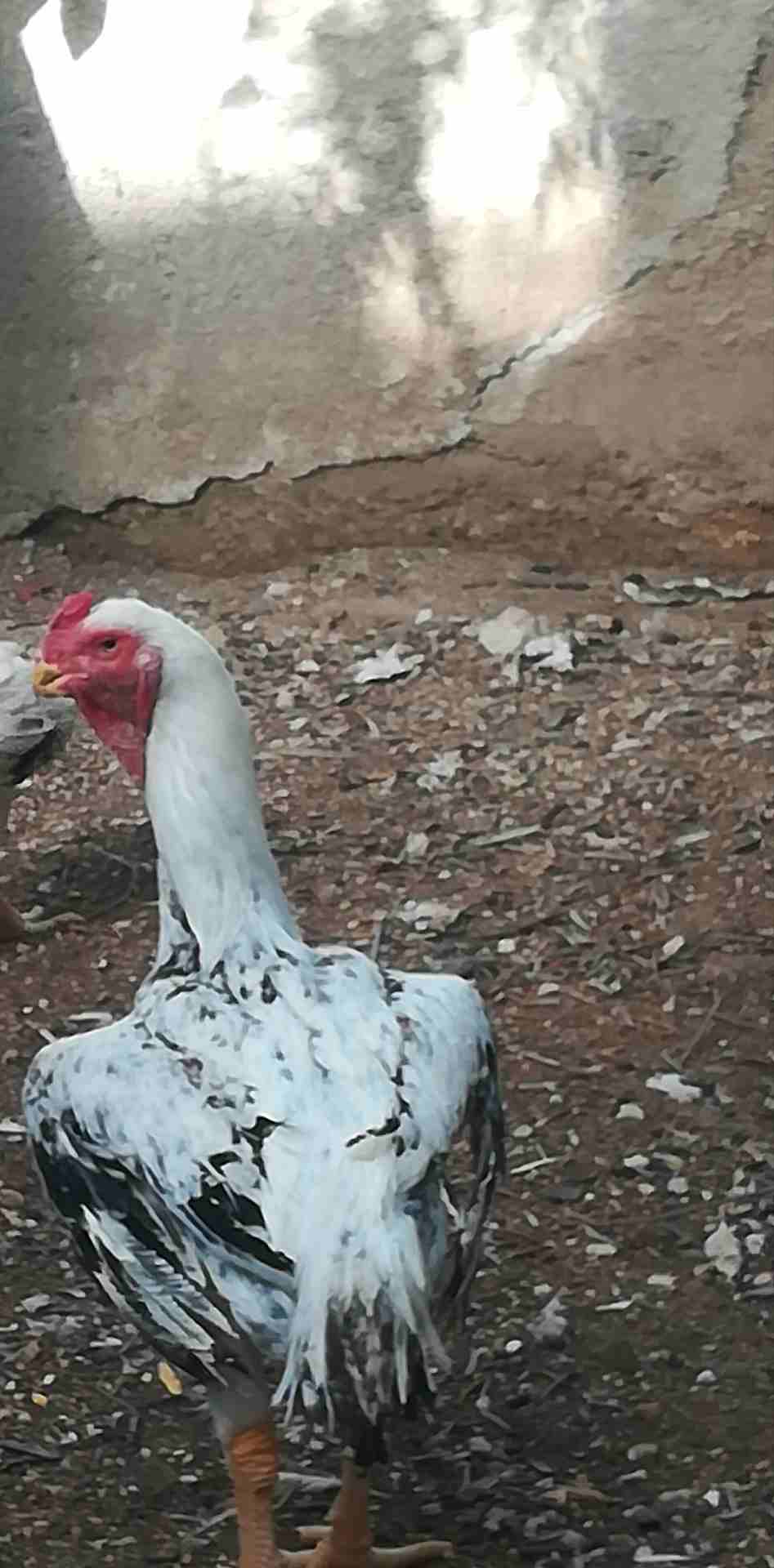 جوز فارسي                                            


	 				لا تنسَ أنك شاهدت هذا الإعلان في عنكبوت            
	 				
                            جوز فارسي على وجه شغل للبيع أو البدل على براهما...