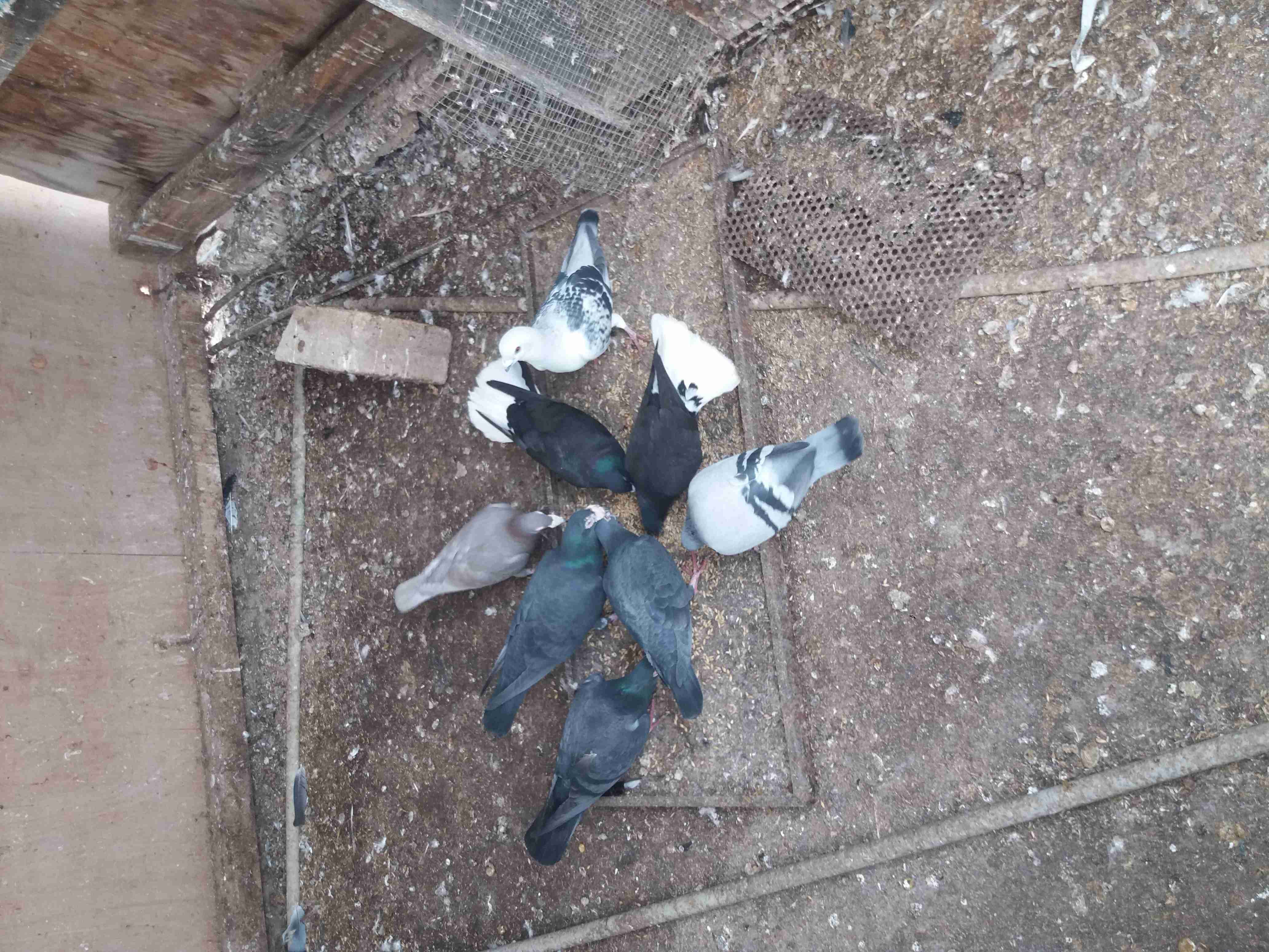 أربع جواز للبيع حلوه وشغاله                                            


	 				لا تنسَ أنك شاهدت هذا الإعلان في عنكبوت            
	 				0779239299

	 				رقم المعلن :0779239299


	 				لمشاهد...