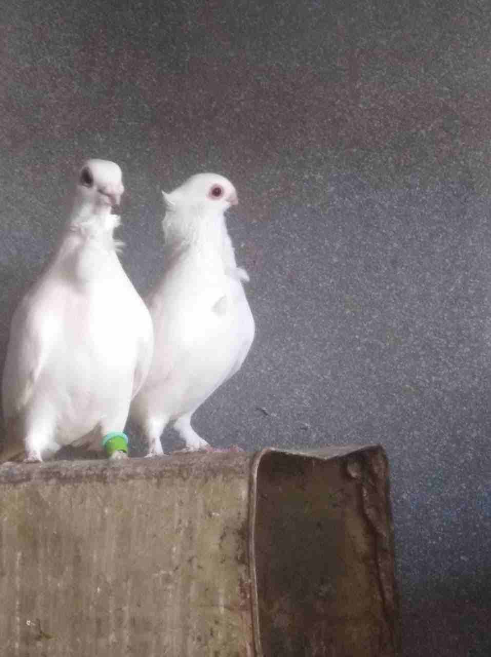 جواز شغلات ميه ميه ماشاء الله                                            


	 				لا تنسَ أنك شاهدت هذا الإعلان في عنكبوت            
	 				
                            الكرك...