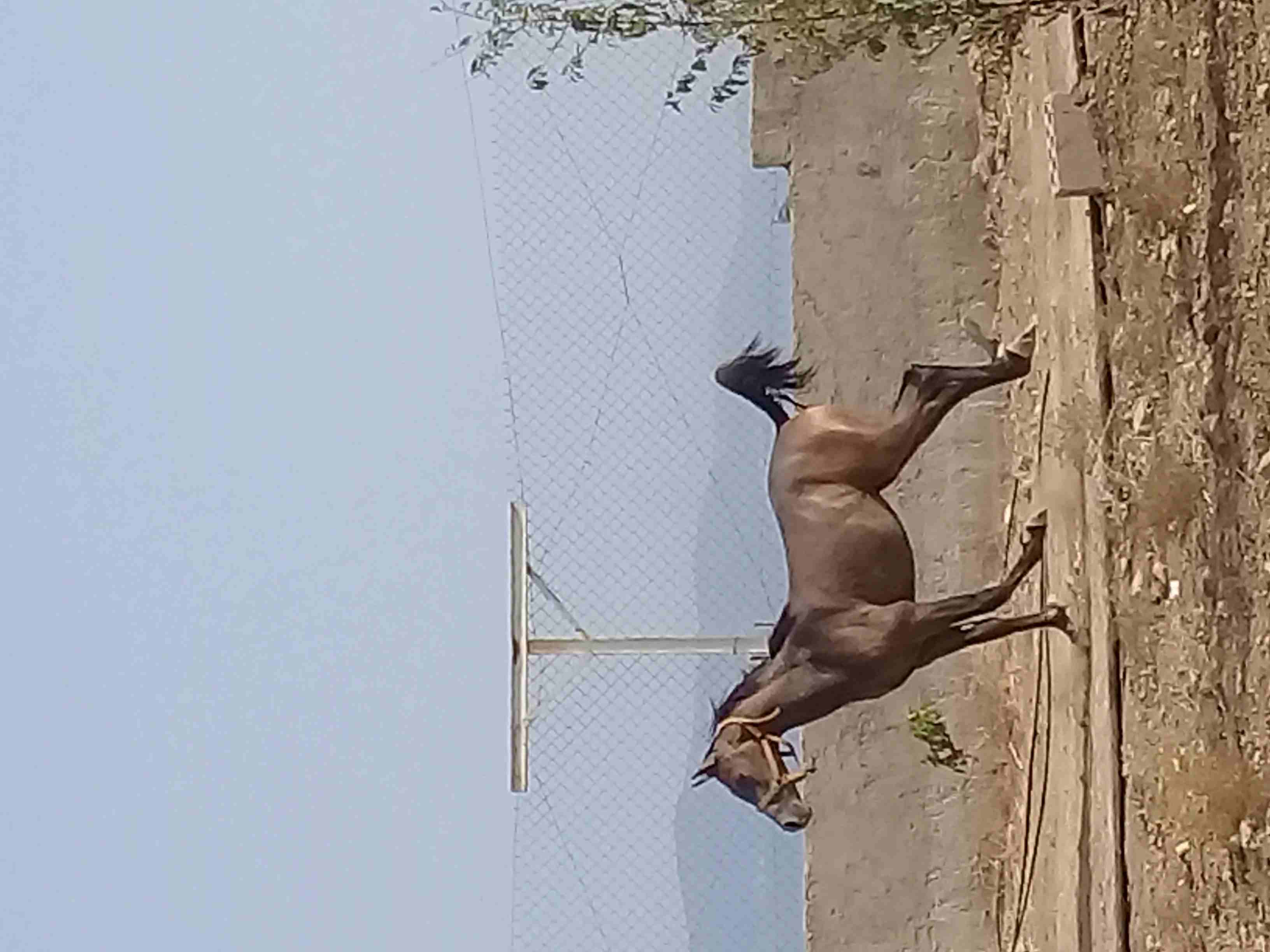 صويلح حي الكماليه
لا تنسَ أنك شاهدت هذا الإعلان في عنكبوت
مهره عربيه العمر سنه و 3شهور
الاستفسا...