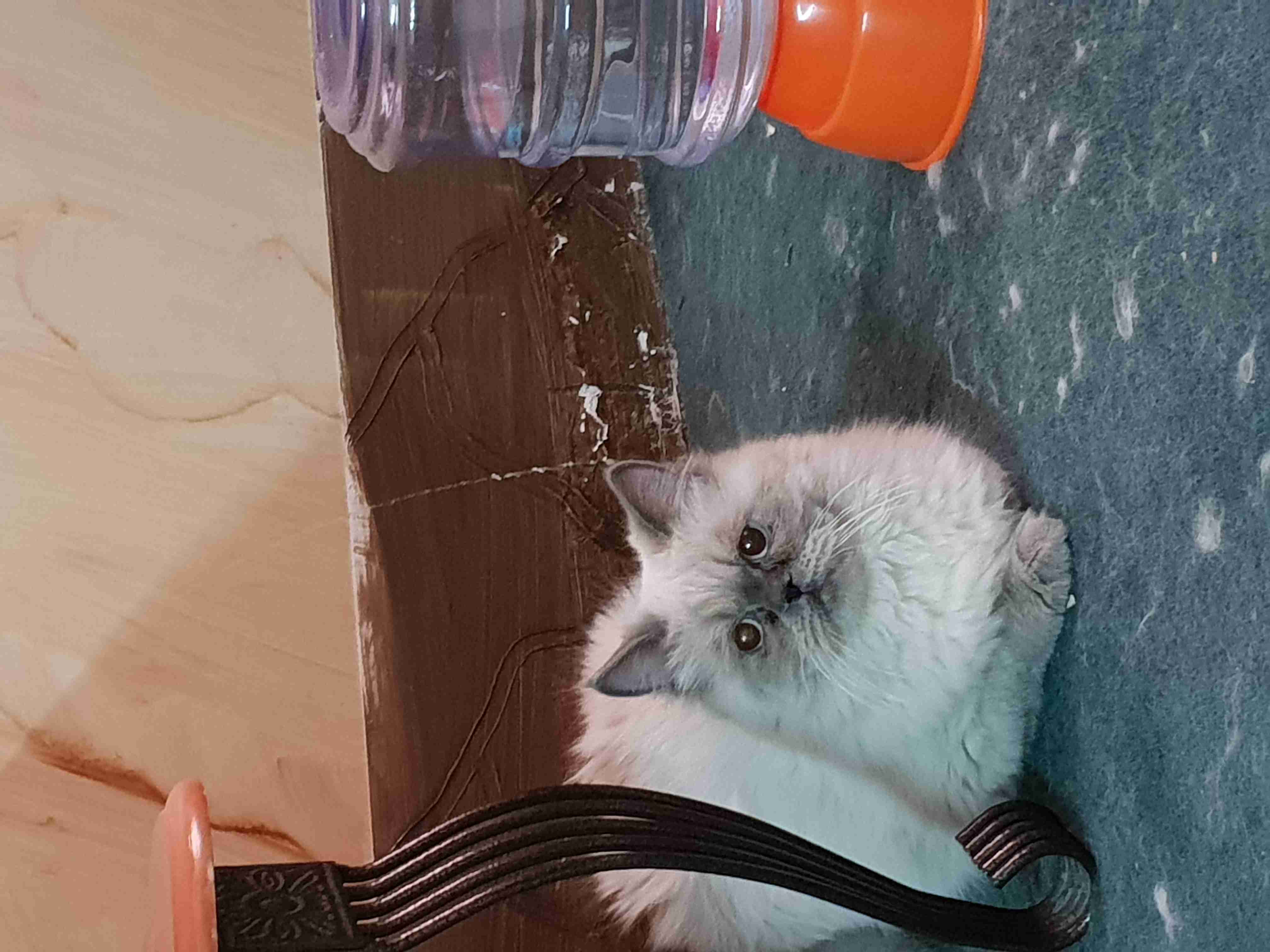 Himalaya cats                                            


	 				لا تنسَ أنك شاهدت هذا الإعلان في عنكبوت            
	 				
                                The cats are already completed  taken v...