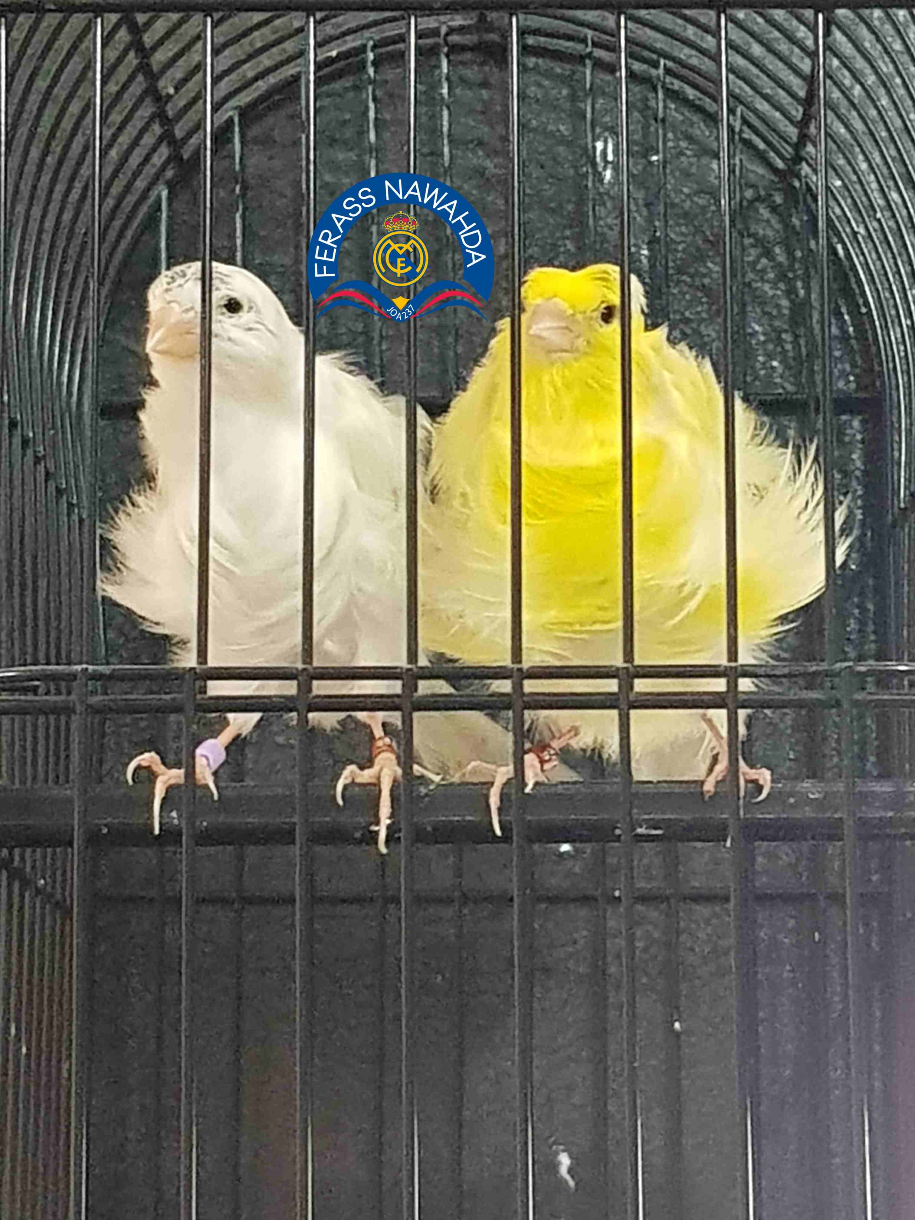 كنار بادوفان
لا تنسَ أنك شاهدت هذا الإعلان في عنكبوت
بسم الله الرحمن الرحيم ...
جوز للبيع ... ((...