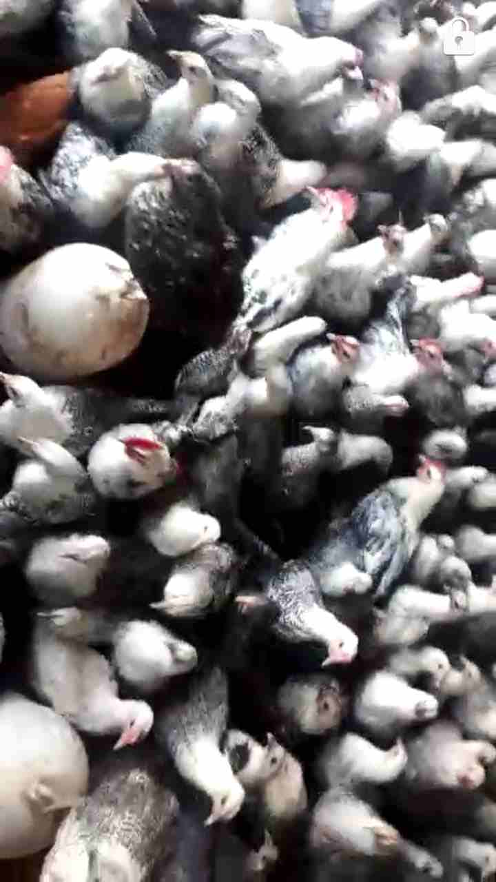 350فرخة عمر 5شهو بينهم 30ديك                                            


	 				لا تنسَ أنك شاهدت هذا الإعلان في عنكبوت            
	 				
                            جاج على وجه بيض السعر5دنانير...