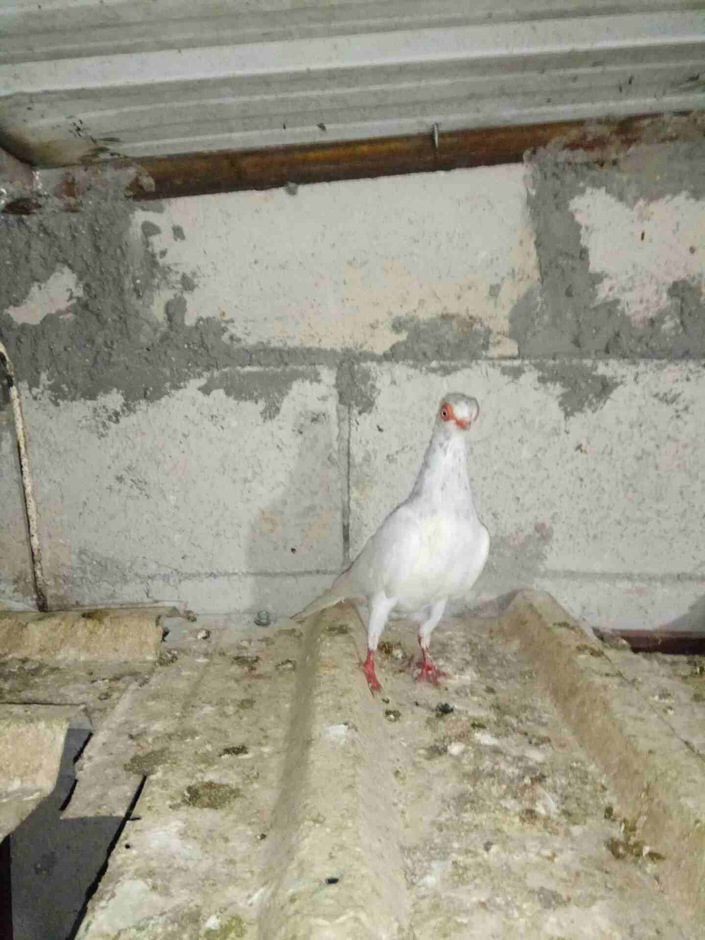 مطلوب طيره فنر وطيره سكسفونيه يكونن حلوات إلي عنده لا يبخل                                            


	 				لا تنسَ أنك شاهدت هذا الإعلان في عنكبوت...