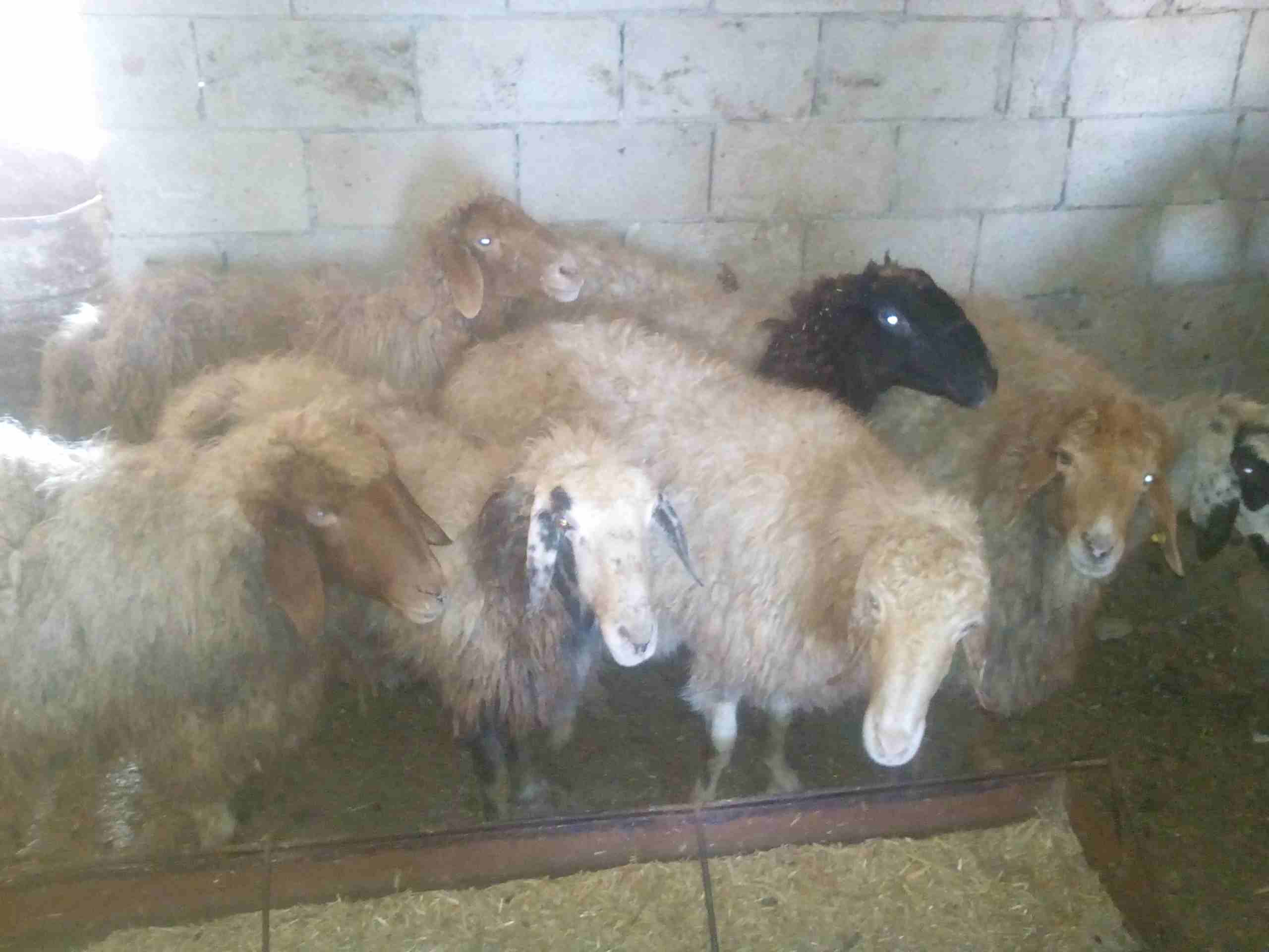 سبع نعجات سن صغير للبيع
لا تنسَ أنك شاهدت هذا الإعلان في عنكبوت
النعاج سن صغير واعشار من ثلاث اشه...
