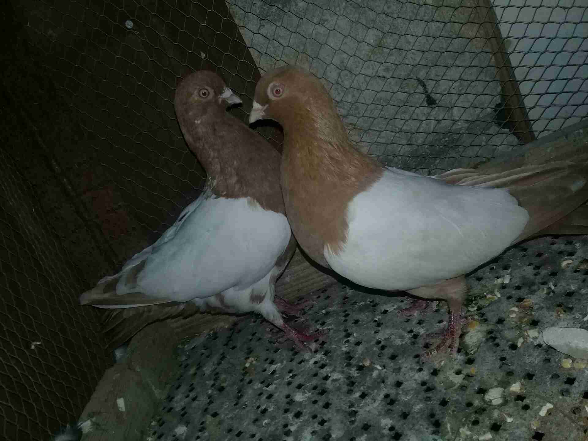 حمام للبيع او بدل
لا تنسَ أنك شاهدت هذا الإعلان في عنكبوت
7 جواز حمام شغلات اشي معو فراخ واشي...