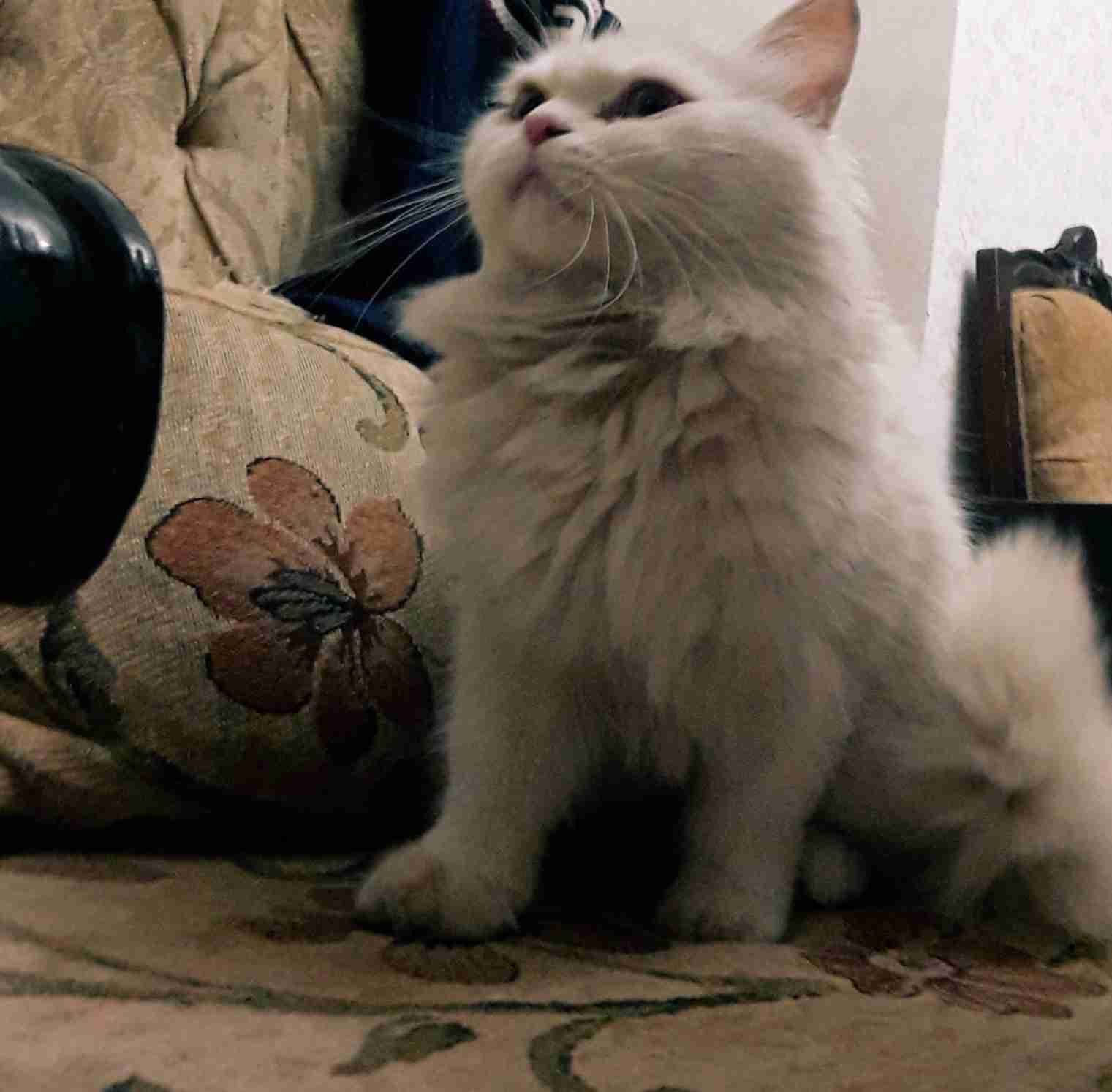 قطة للبيع                                            


	 				لا تنسَ أنك شاهدت هذا الإعلان في عنكبوت            
	 				
                                قطة للبيع حط سعرك وانشاء الله ما بنختلف
الر...