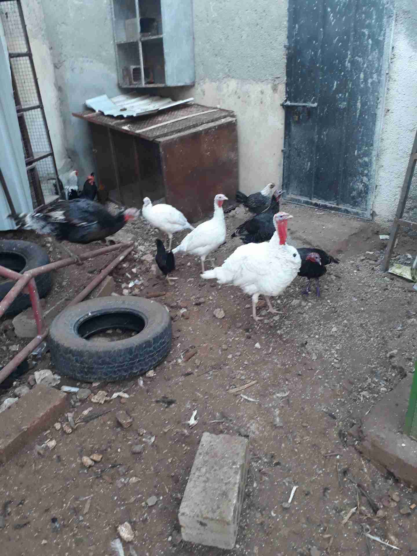 حبش للبيع عمان 4 انثي وذكرين العدد 6 عمان
لا تنسَ أنك شاهدت هذا الإعلان في عنكبوت
عمان 079985...