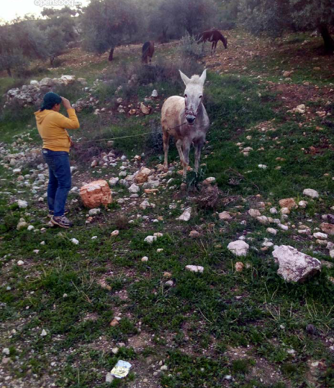 بغلة حراثة للبيع                                            


	 				لا تنسَ أنك شاهدت هذا الإعلان في عنكبوت            
	 				
                            بغلة حراثة كفالة علعود لون ابيض عمرها تق...