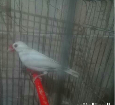 فحل جاوا ع الطيره ع طول تغريد اجمل من كنار
لا تنسَ أنك شاهدت هذا الإعلان في عنكبوت
ذكر جاوا...
