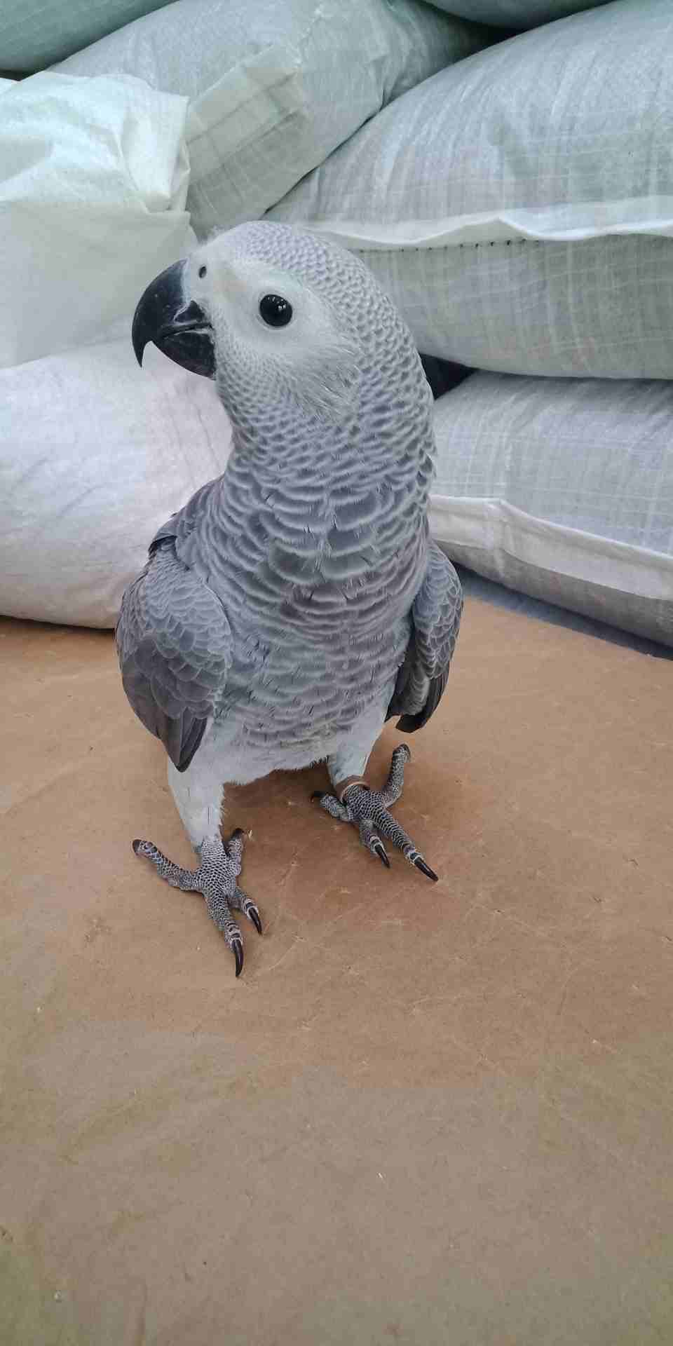 فرخ كاسكو عين سوده طمس مزرعه حجل ذهبي راس طير حجم جامبو ثوب ثلجي جناح كامل صحه
لا تنسَ أنك شاهدت هذا الإعلان في عنكبوت...
