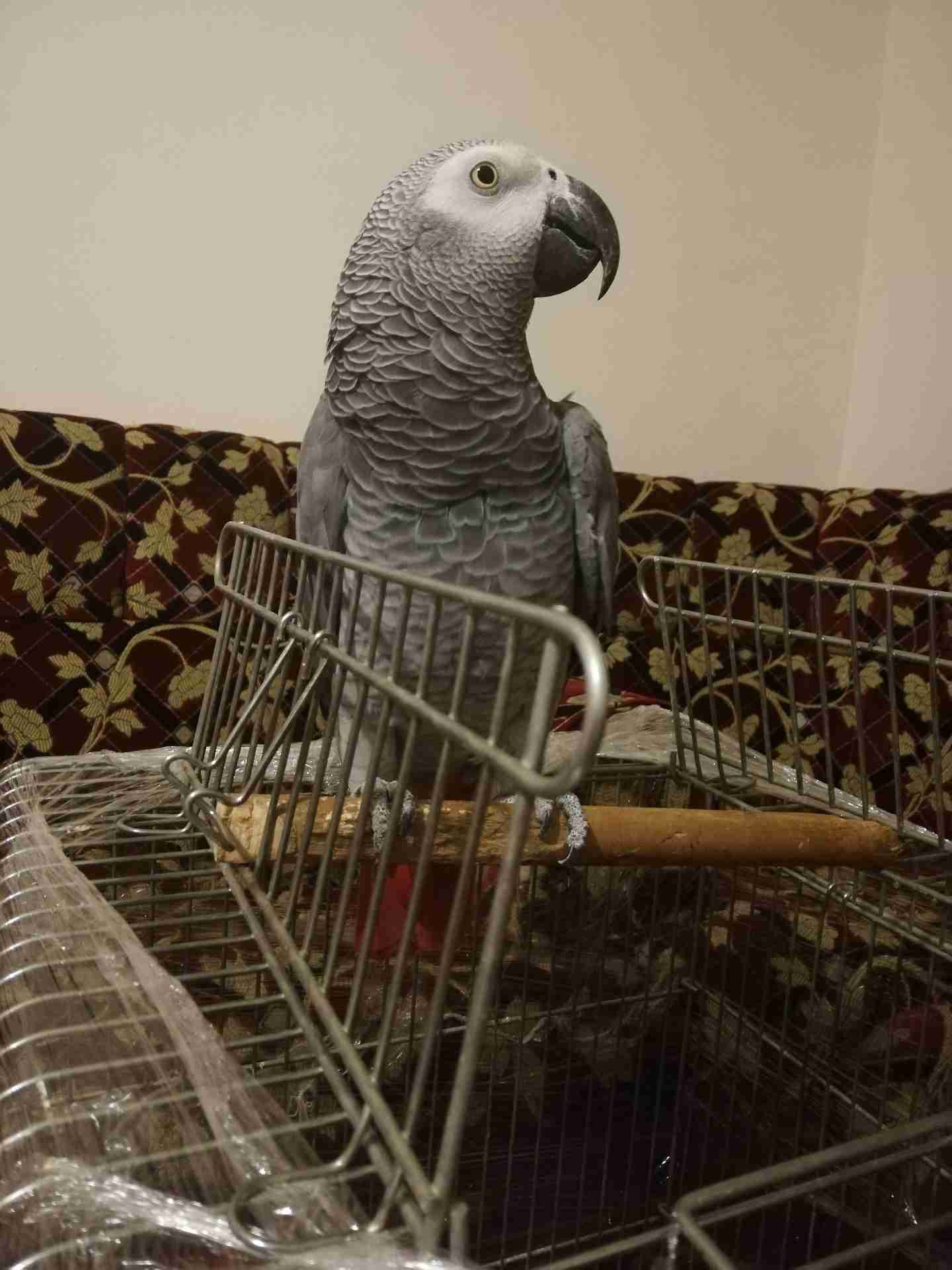 كاسكو متكلم أليف للبيع
لا تنسَ أنك شاهدت هذا الإعلان في عنكبوت
يسعد اوقات الجميع...
كاسكو دبل...