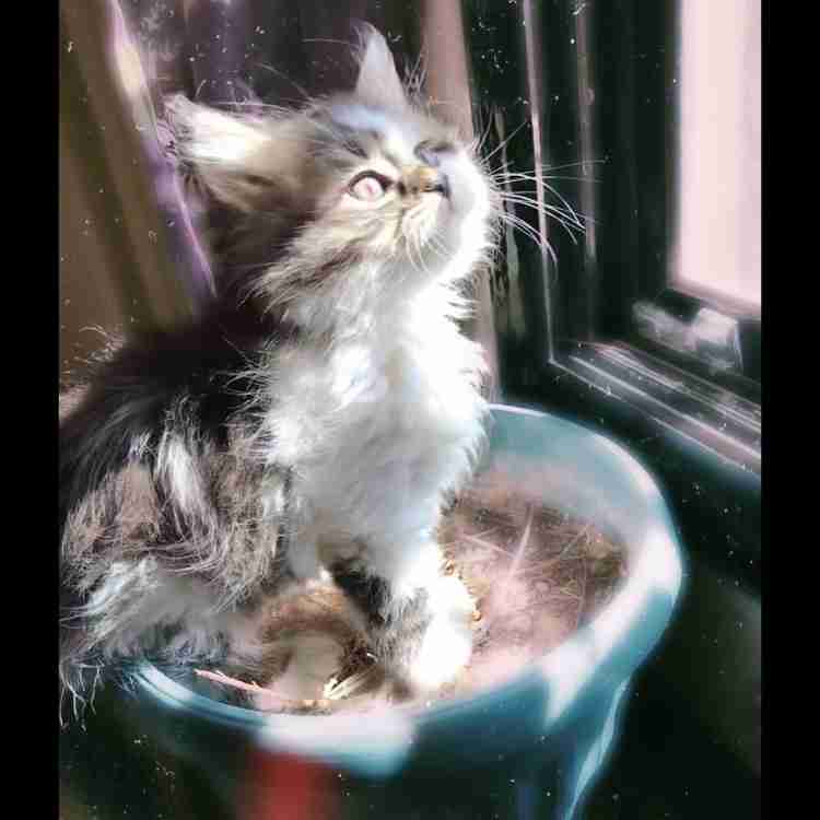 3 Vaccinated kittens
لا تنسَ أنك شاهدت هذا الإعلان في عنكبوت
Hello, if you are interested in...