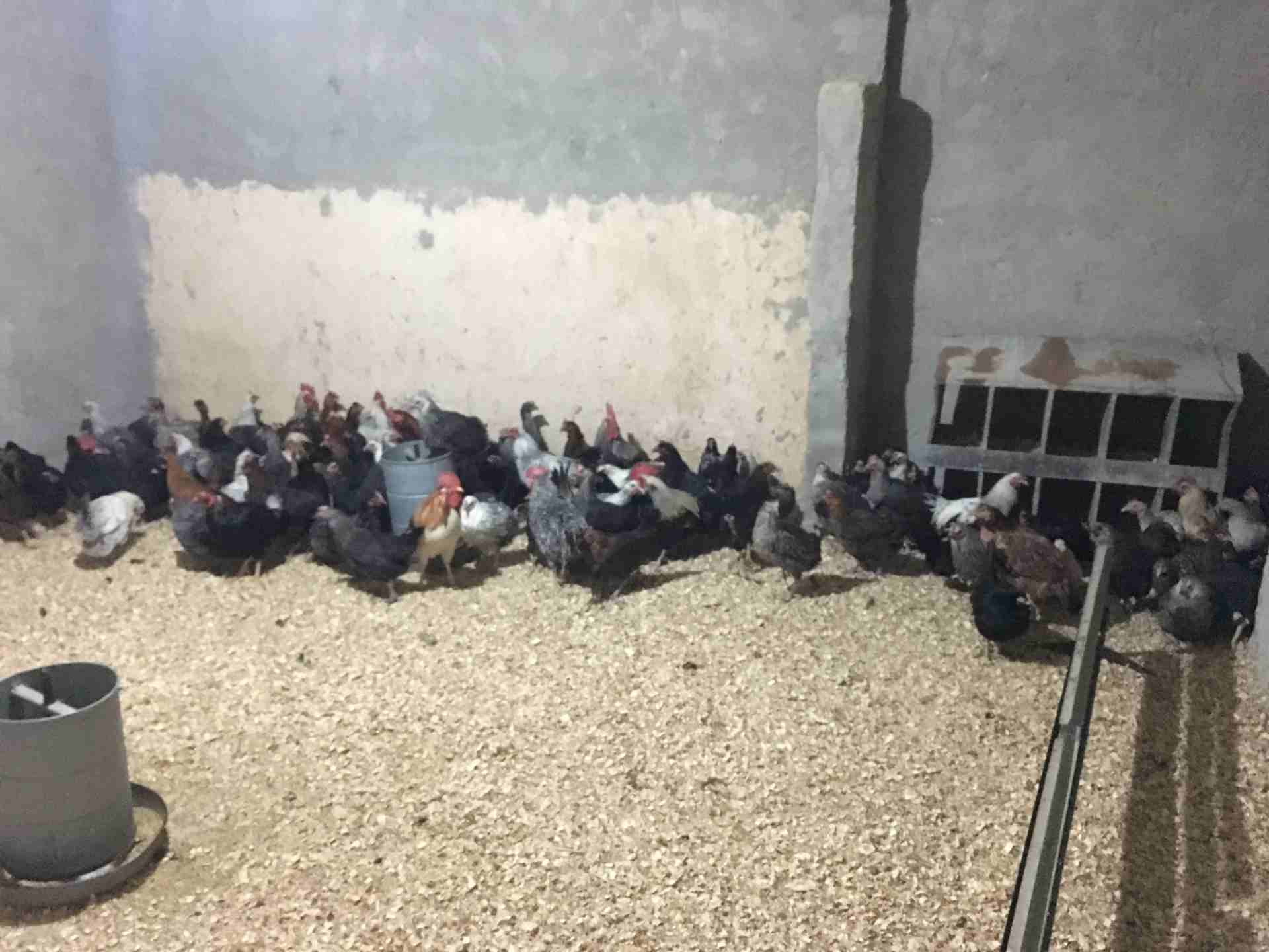 دجاج بلدي وفيومي                                            


	 				لا تنسَ أنك شاهدت هذا الإعلان في عنكبوت            
	 				
                            دجلج فيومي وبلدي بياض تقريبا 95 حبة و مع...