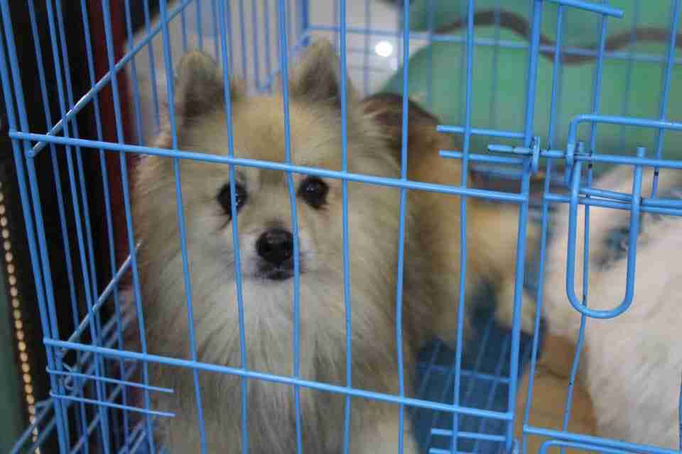 كلاب للبيع  dogs for sale                                            


	 				لا تنسَ أنك شاهدت هذا الإعلان في عنكبوت            
	 				
                                For sale
1-جراء هاسكي عمر 4...