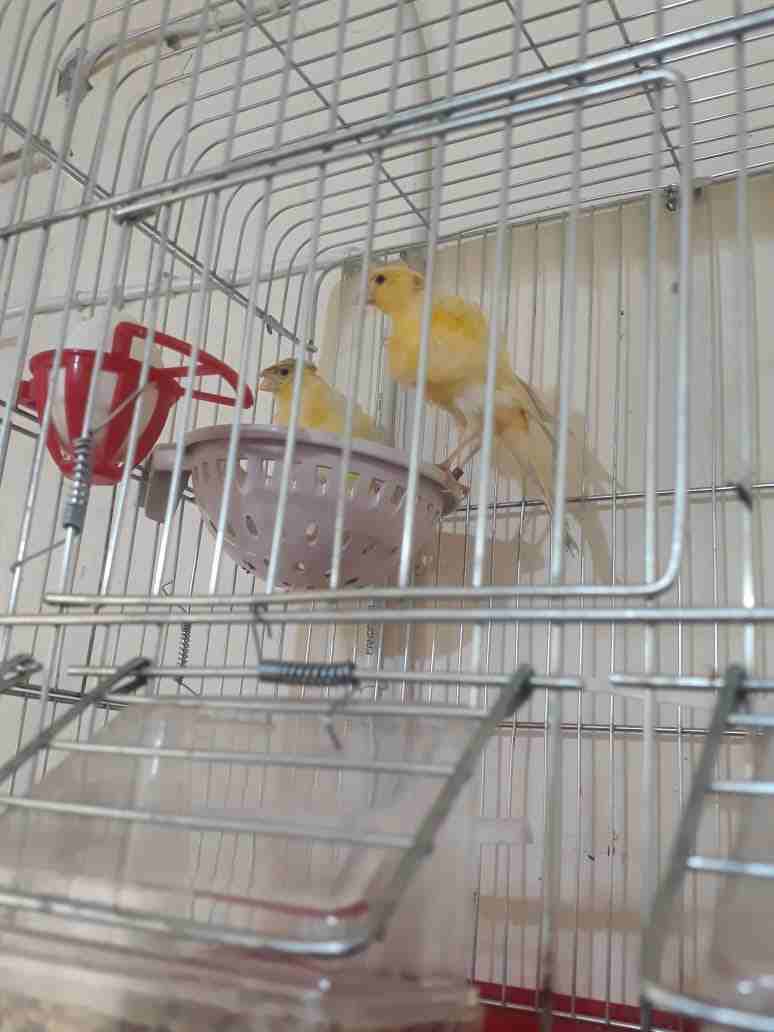 3اجواز كنار مفتلات وفي جوز مكنبرات للبيع بسعر مغري وفي حبه مفتله زيتوني مفتل
لا تنسَ أنك شاهدت هذا الإعلان في عنكبوت...