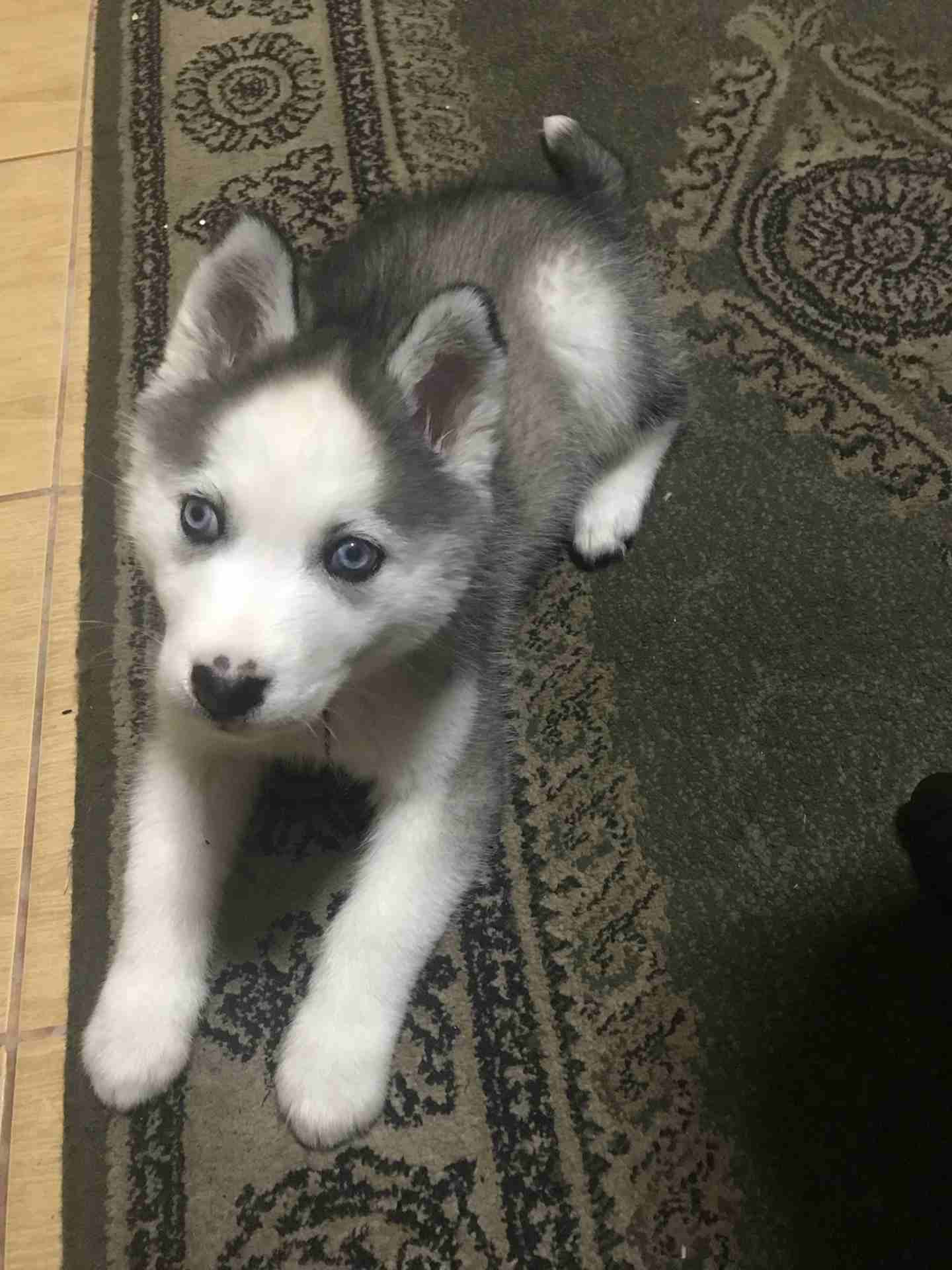 عمان الجبيهة                                            


	 				لا تنسَ أنك شاهدت هذا الإعلان في عنكبوت            
	 				
                            انثى هاسكي 
العمر شهرين 
شعر كثيف عظم عريض...