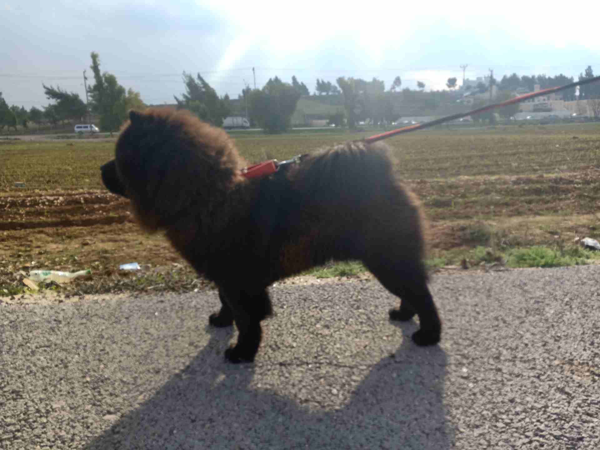 تشاو تشاو (chow chow)
لا تنسَ أنك شاهدت هذا الإعلان في عنكبوت
بسم الله الرحمن الرحيم(بسعر مغري)!!...