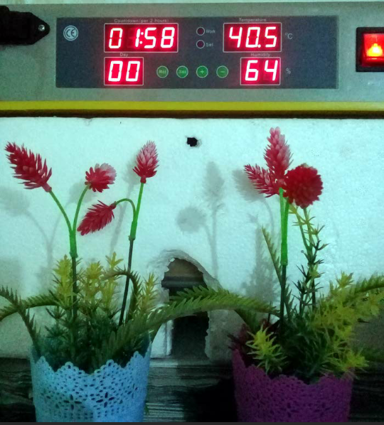 فقاسه فل اتوماتك                                            


	 				لا تنسَ أنك شاهدت هذا الإعلان في عنكبوت            
	 				
                                48 بيضه 
نضيفه شبه جديده
للبيع او بد...