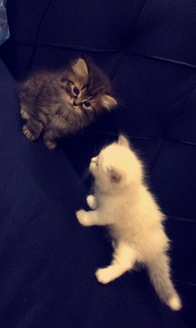 Himalayan kittens                                            


	 				لا تنسَ أنك شاهدت هذا الإعلان في عنكبوت            
	 				
                                cute adorable Kittens with fluffy H...
