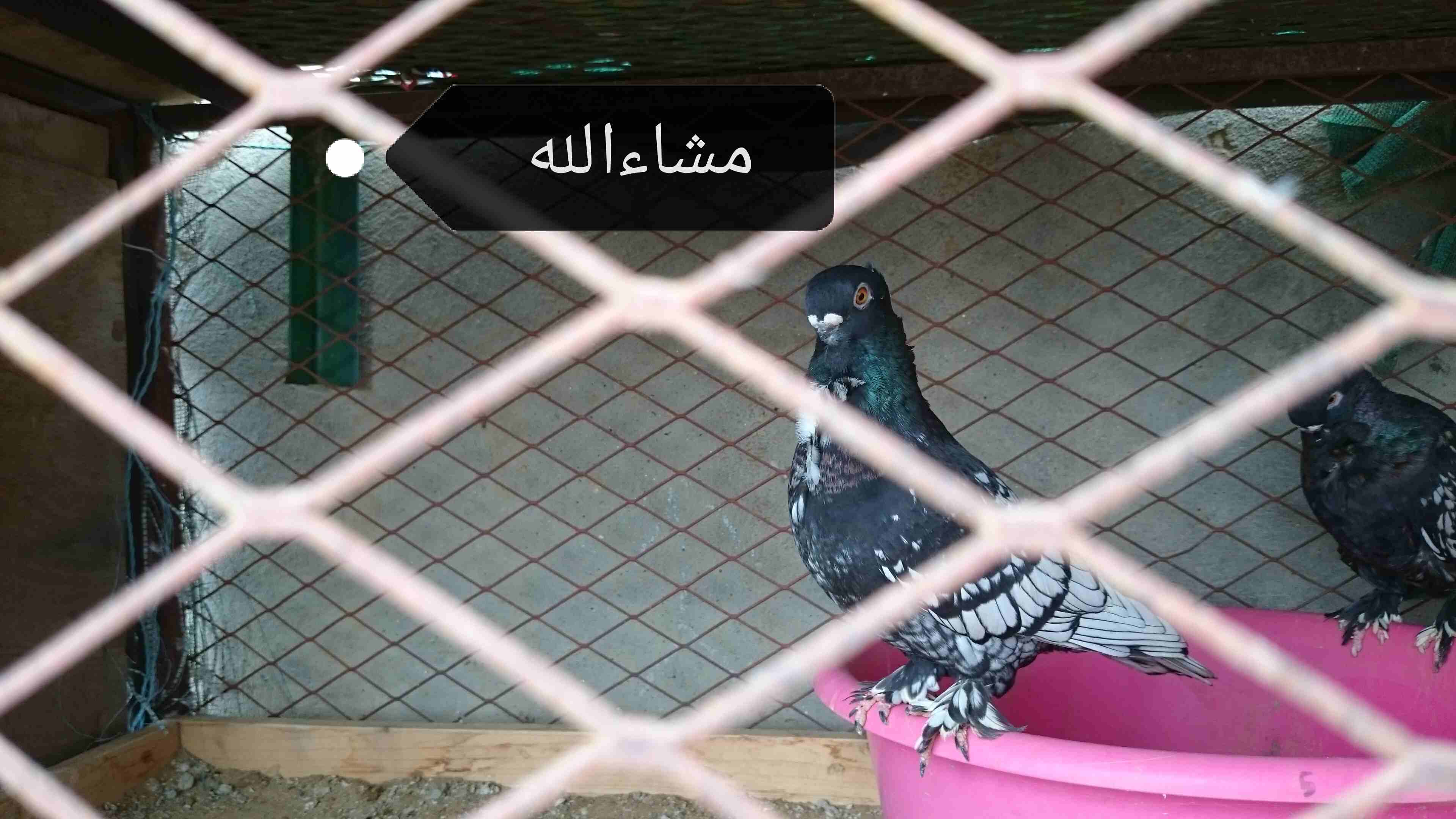حمام فراشه                                            


	 				لا تنسَ أنك شاهدت هذا الإعلان في عنكبوت            
	 				
                                حمام فراشه الحد 600...
